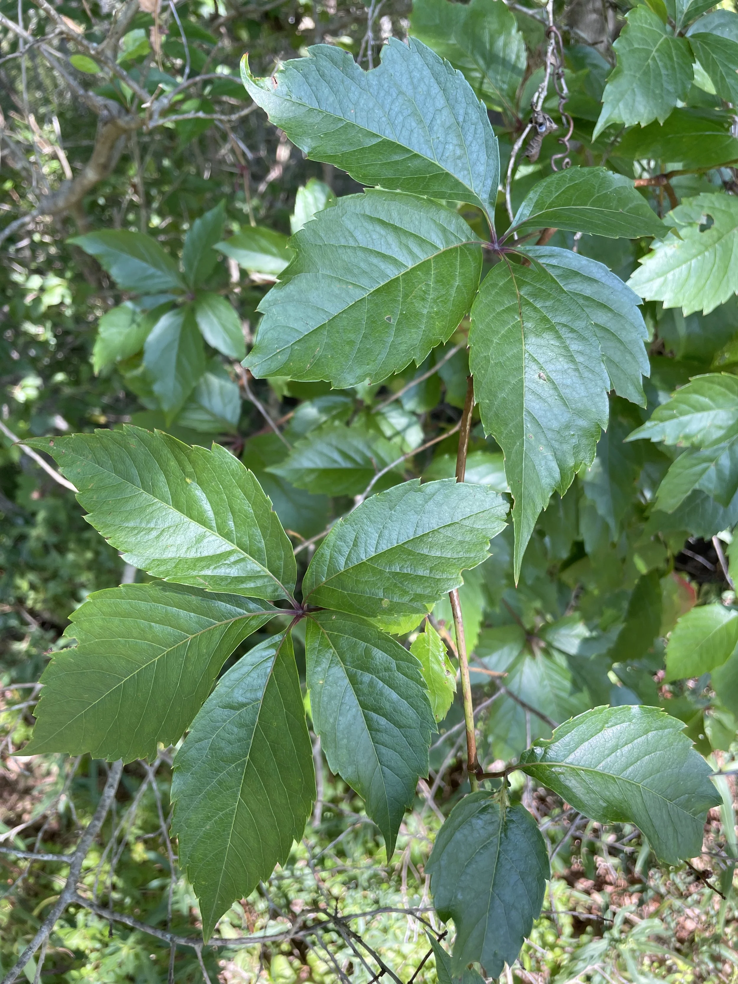 virginia creeper1.JPG