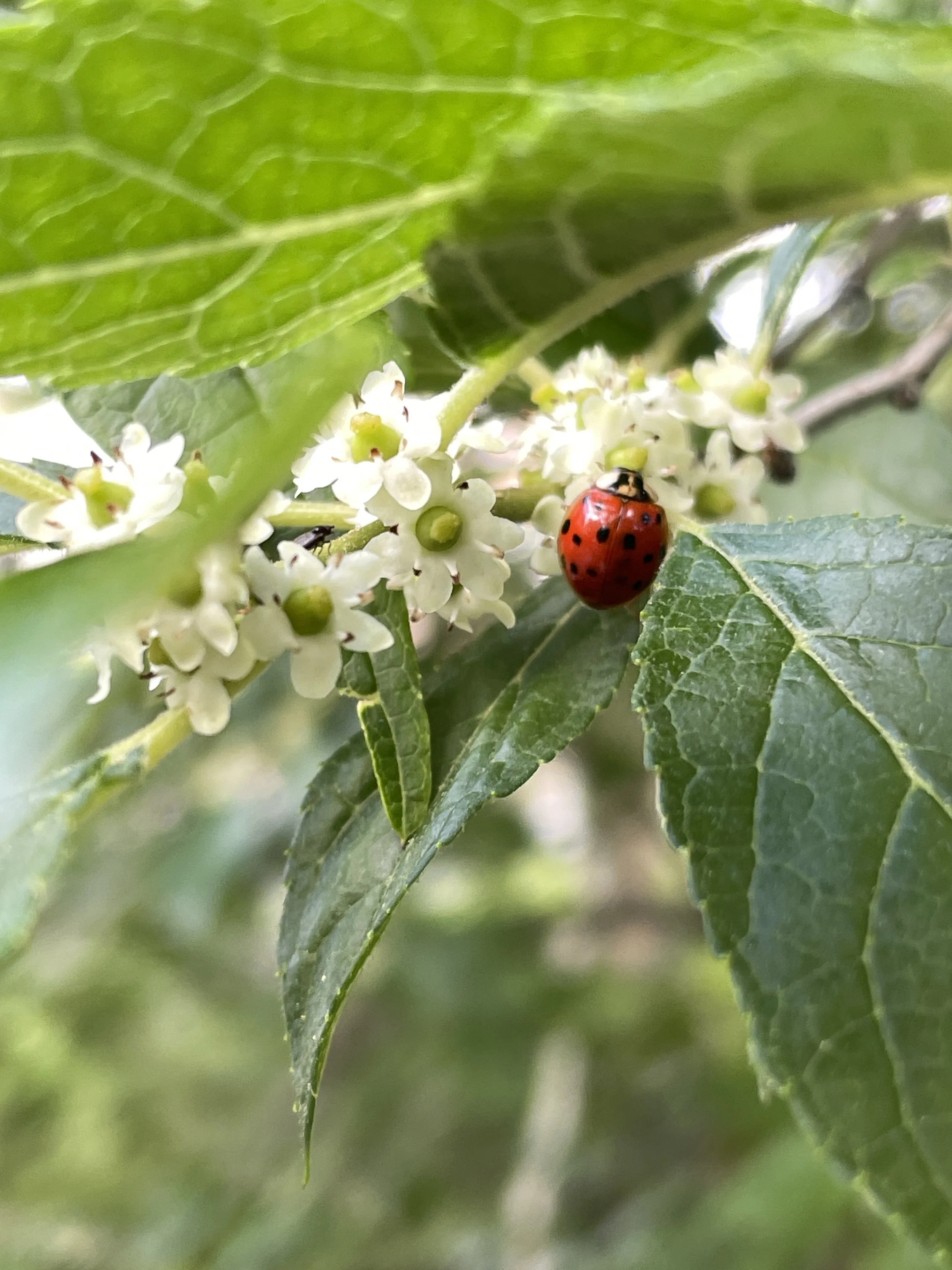 ilex verticillata lady bug 7:11:26.JPG