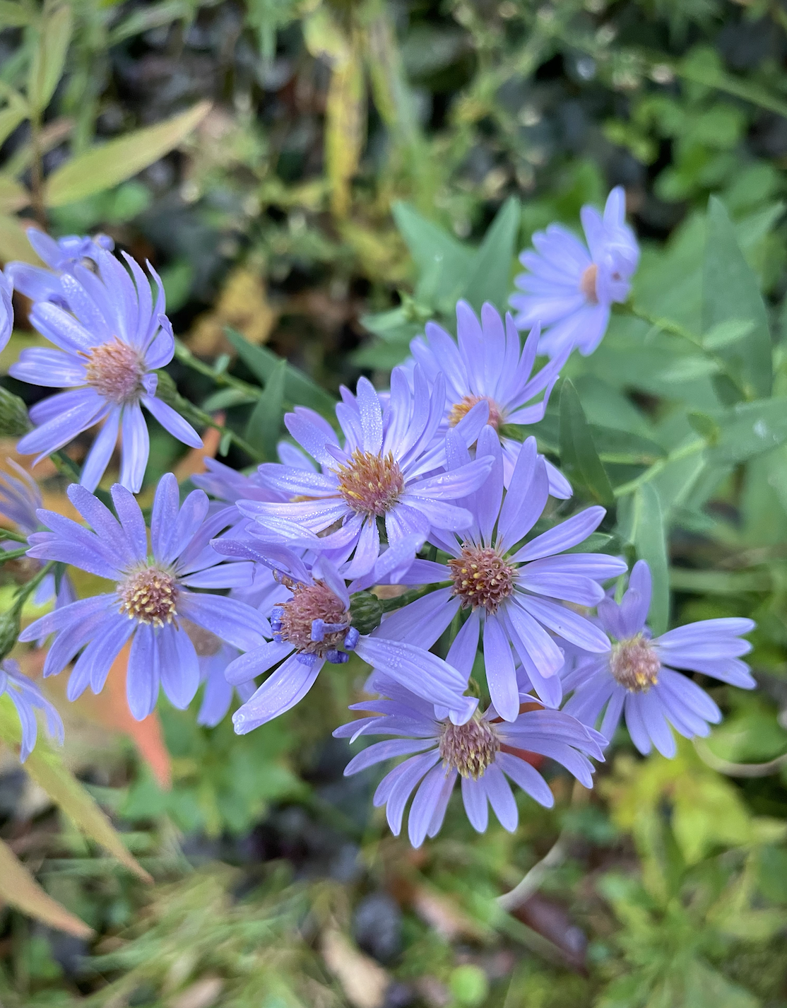 Symphyotrichum laeve - Smooth blue aster