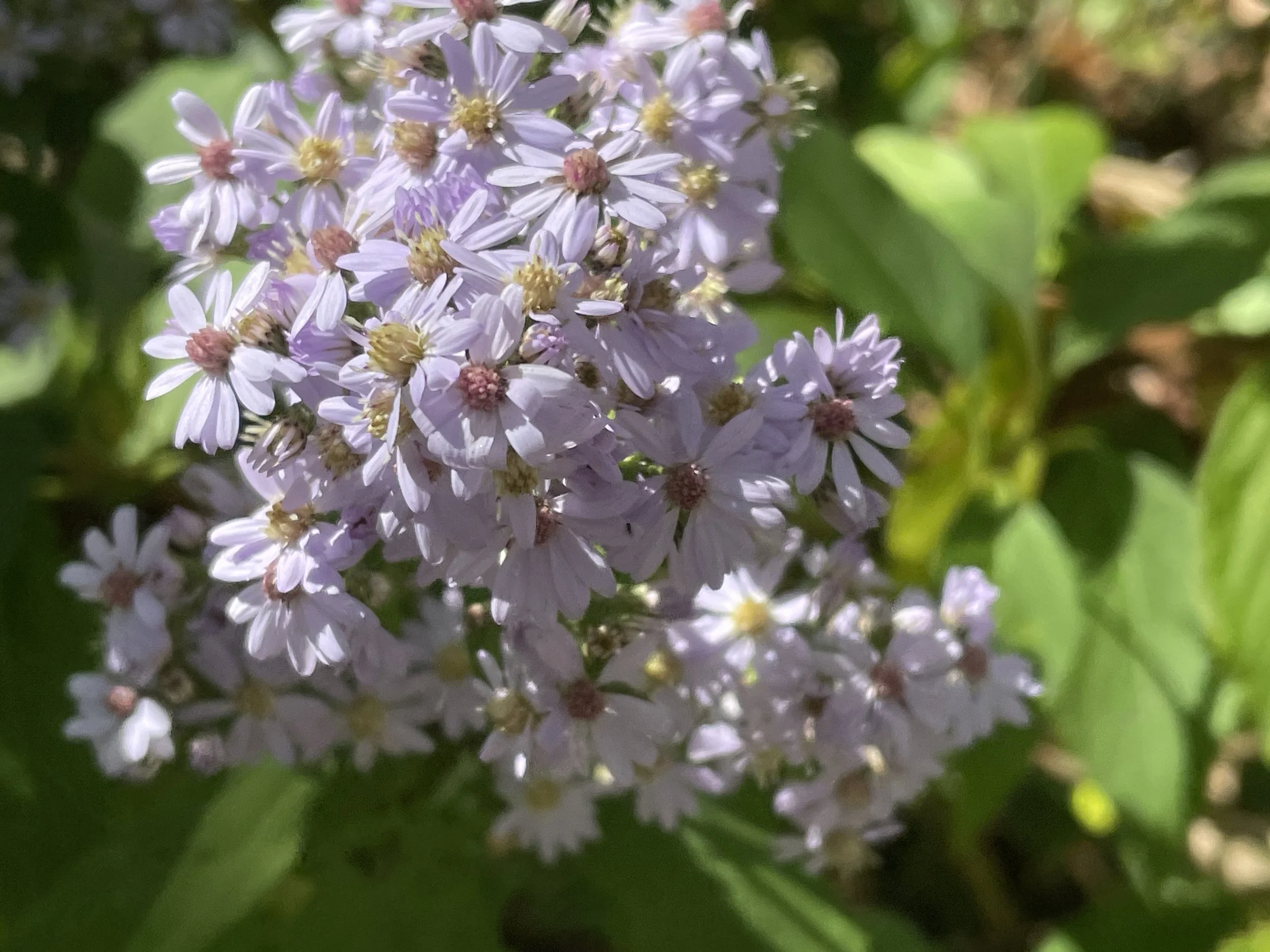 Symphyotrichum cordifolium - Blue wood aster