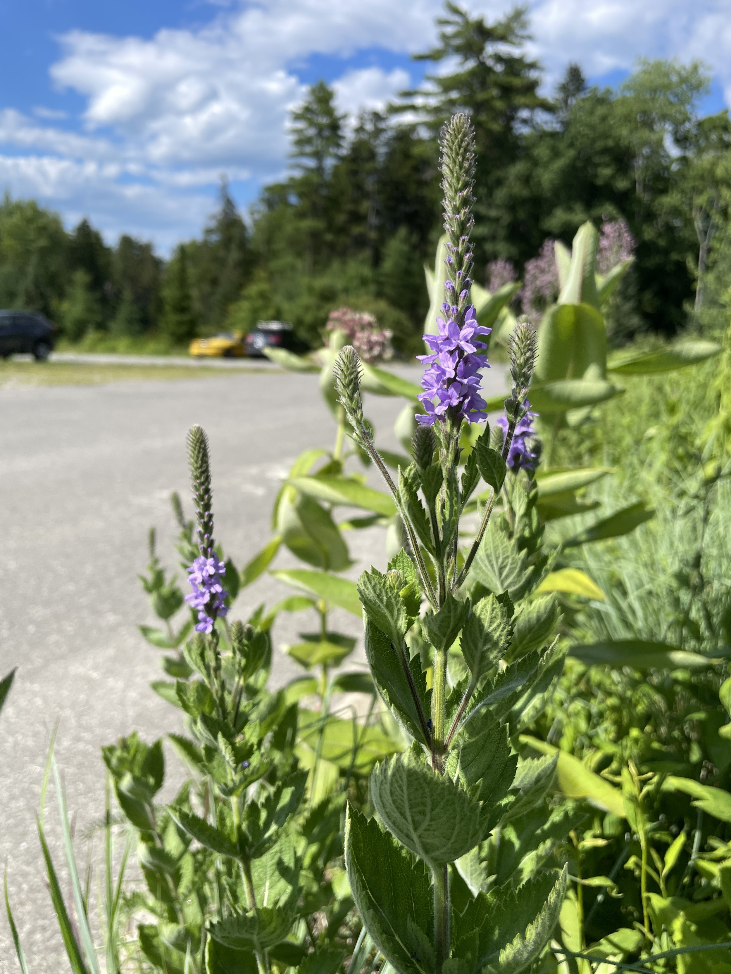 verbena stricta 7:11:26-3.JPG