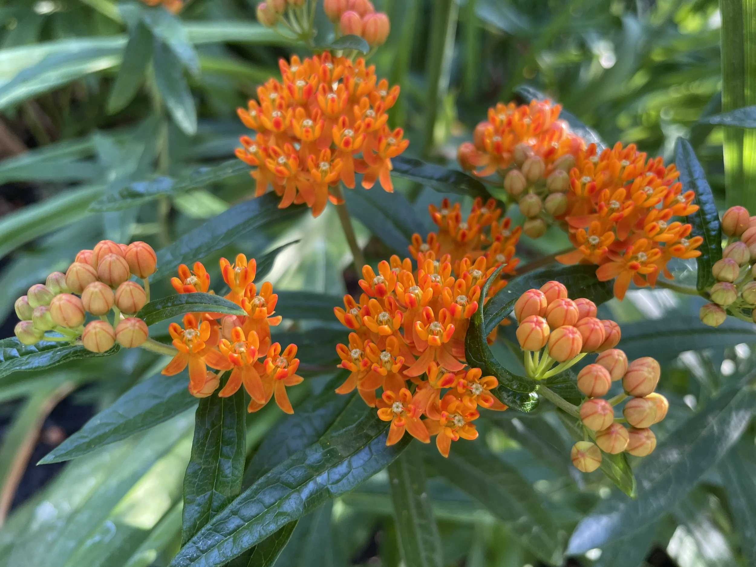 Asclepias tuberosa - Butterfly milkweed