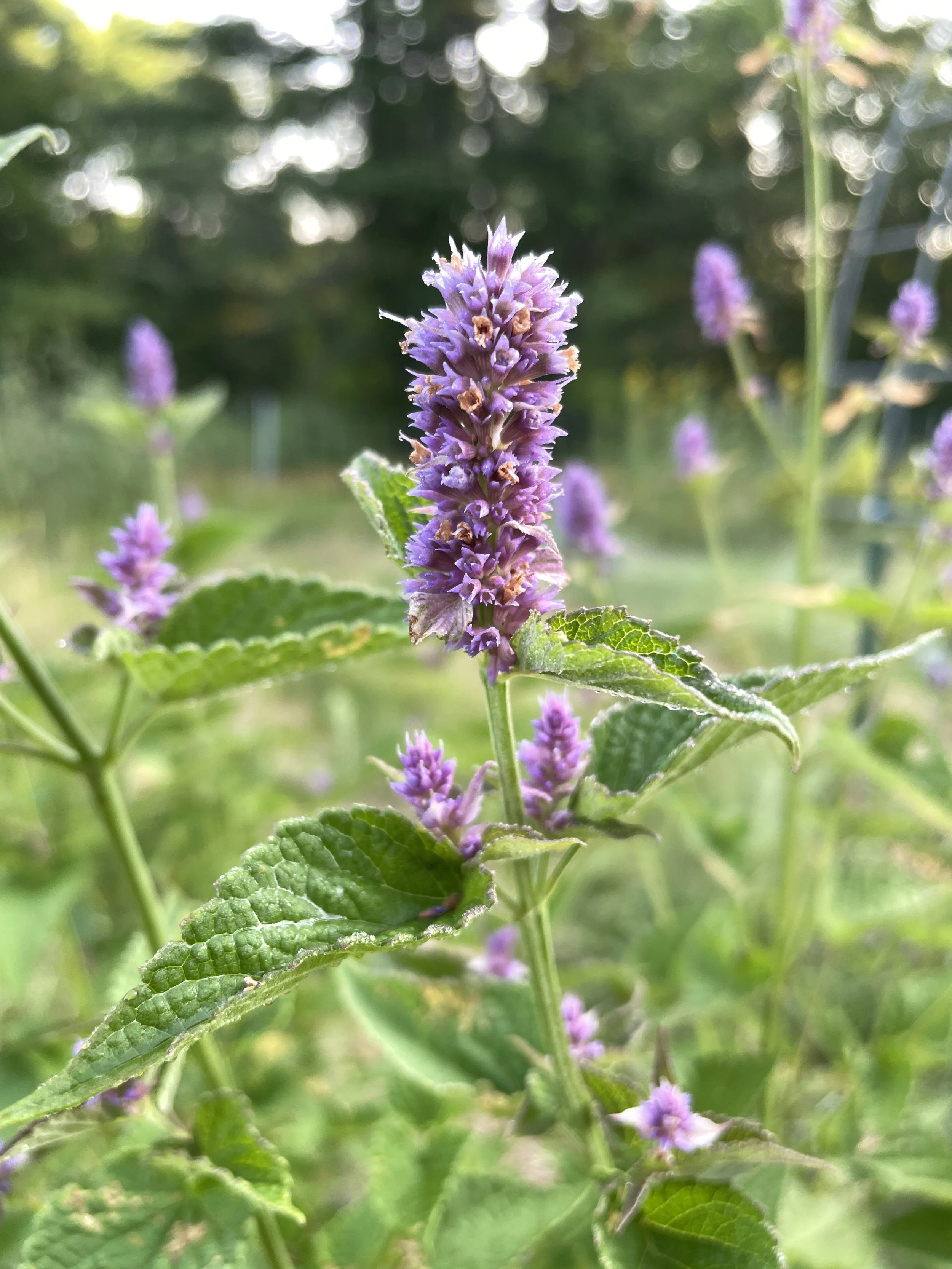 agastache foeniculum 7:28:26-1.JPG