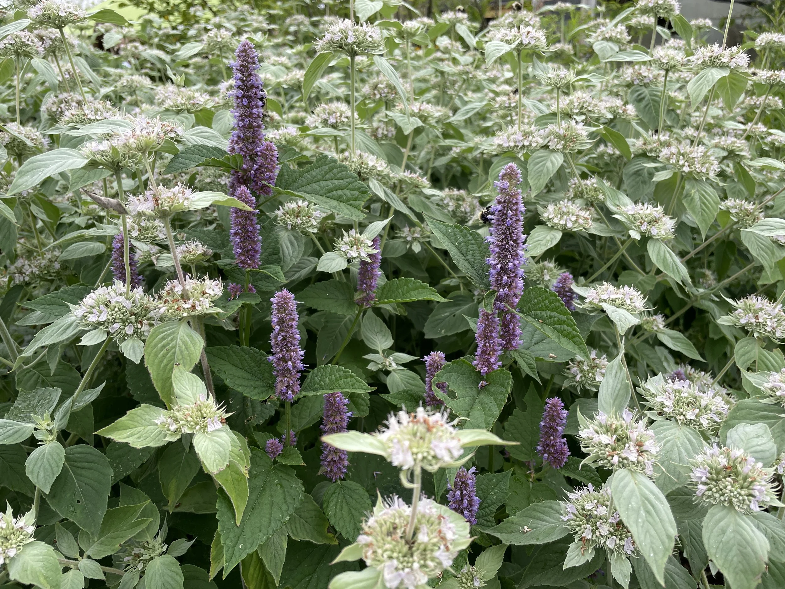 anisehyssopbroadleafmtnmint2.JPG