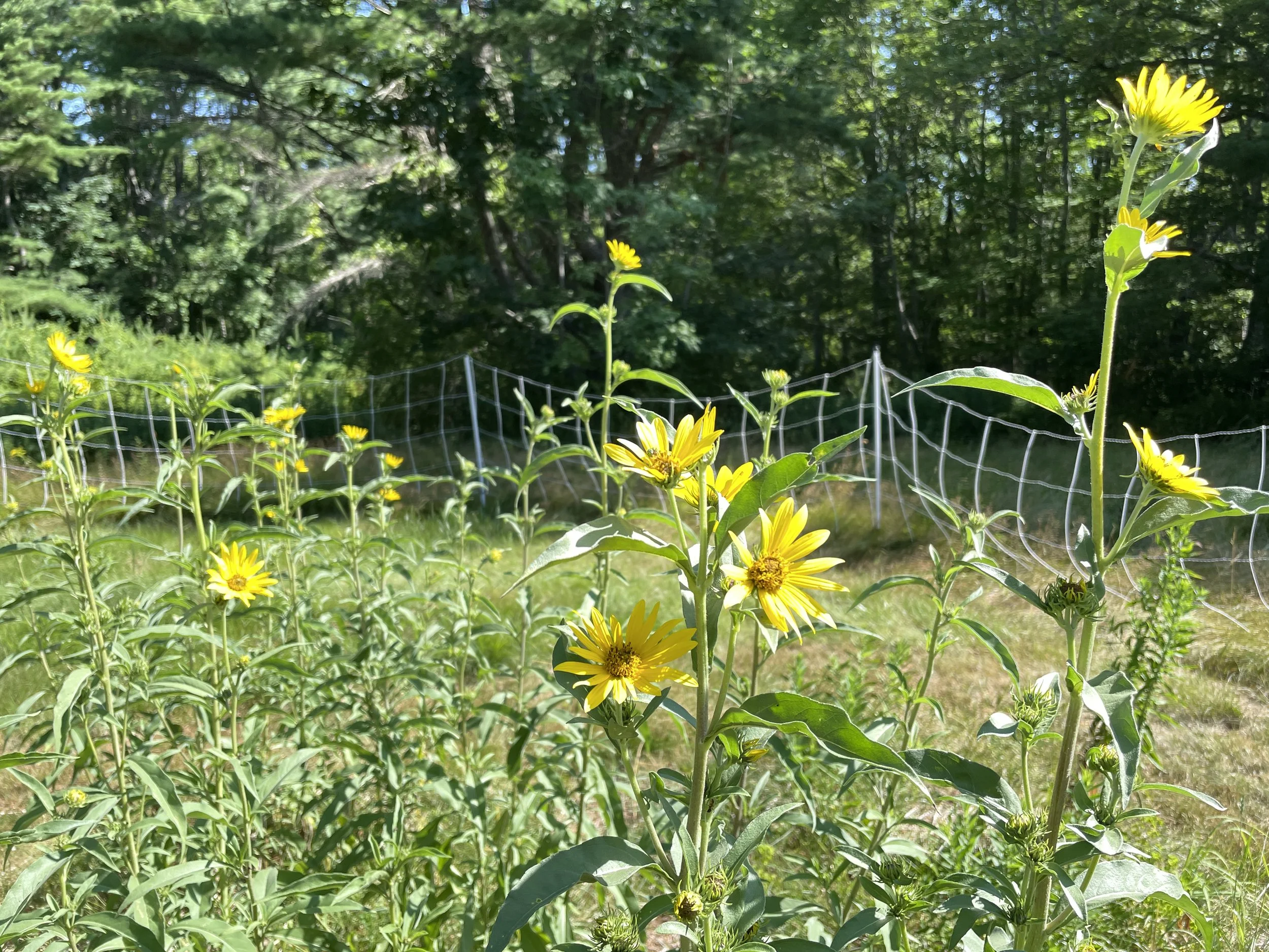 helianthus maximilianii 7:25:26-3.JPG