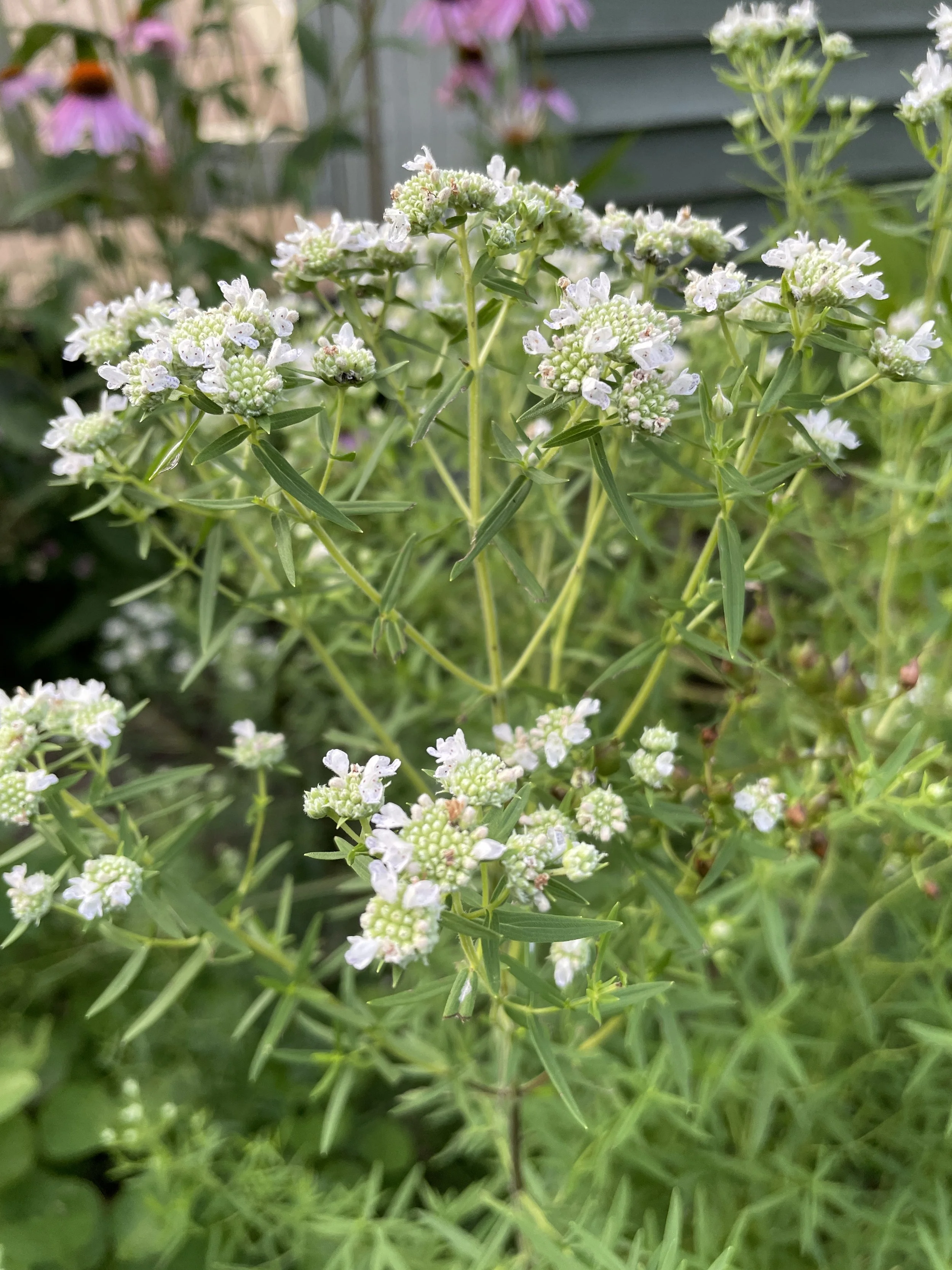 Pycnanthemum virginianum - Virginia mountain mint