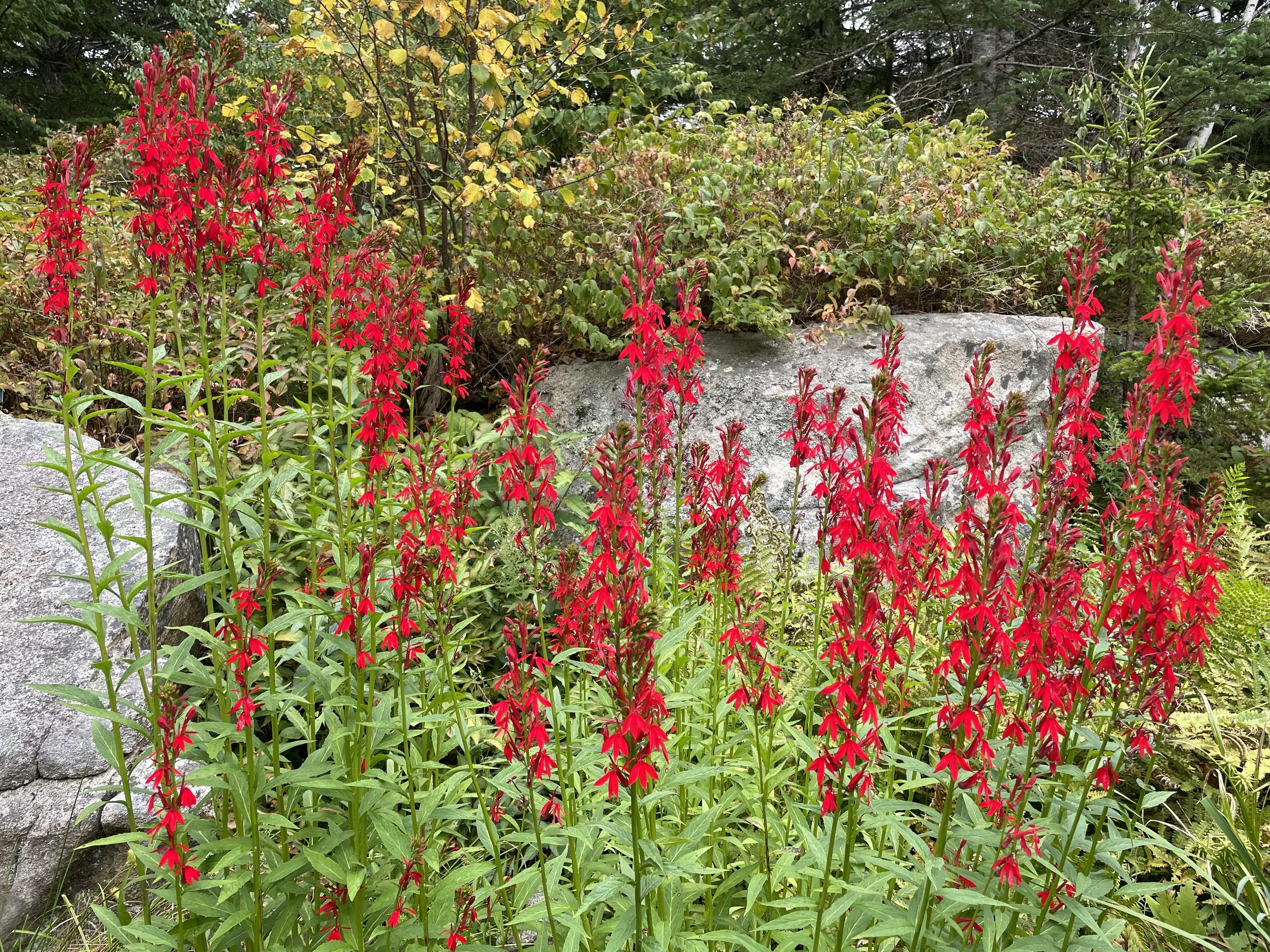 cardinal flower 8:13:25.JPG