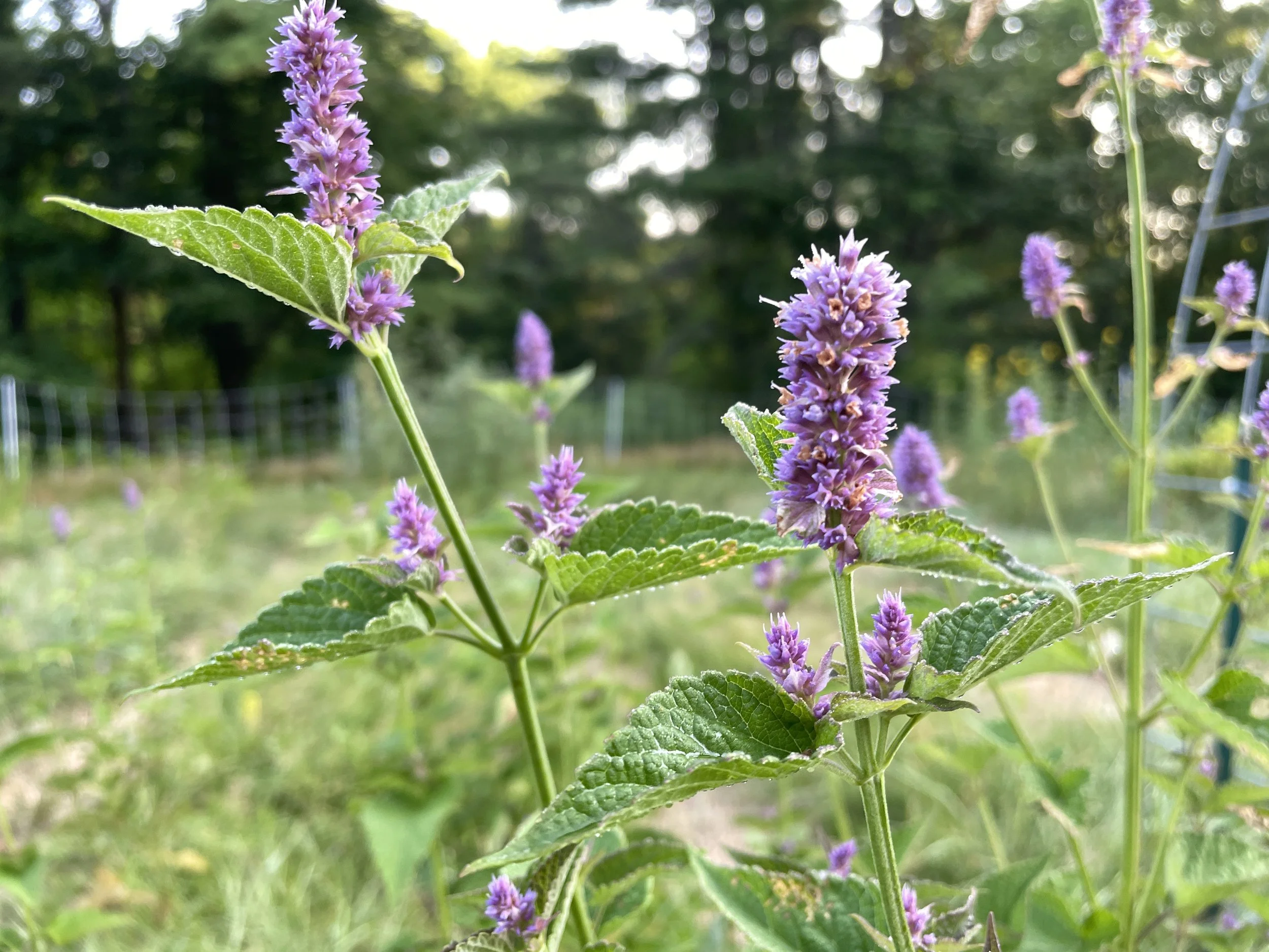 agastache foeniculum 7:28:26-3.JPG