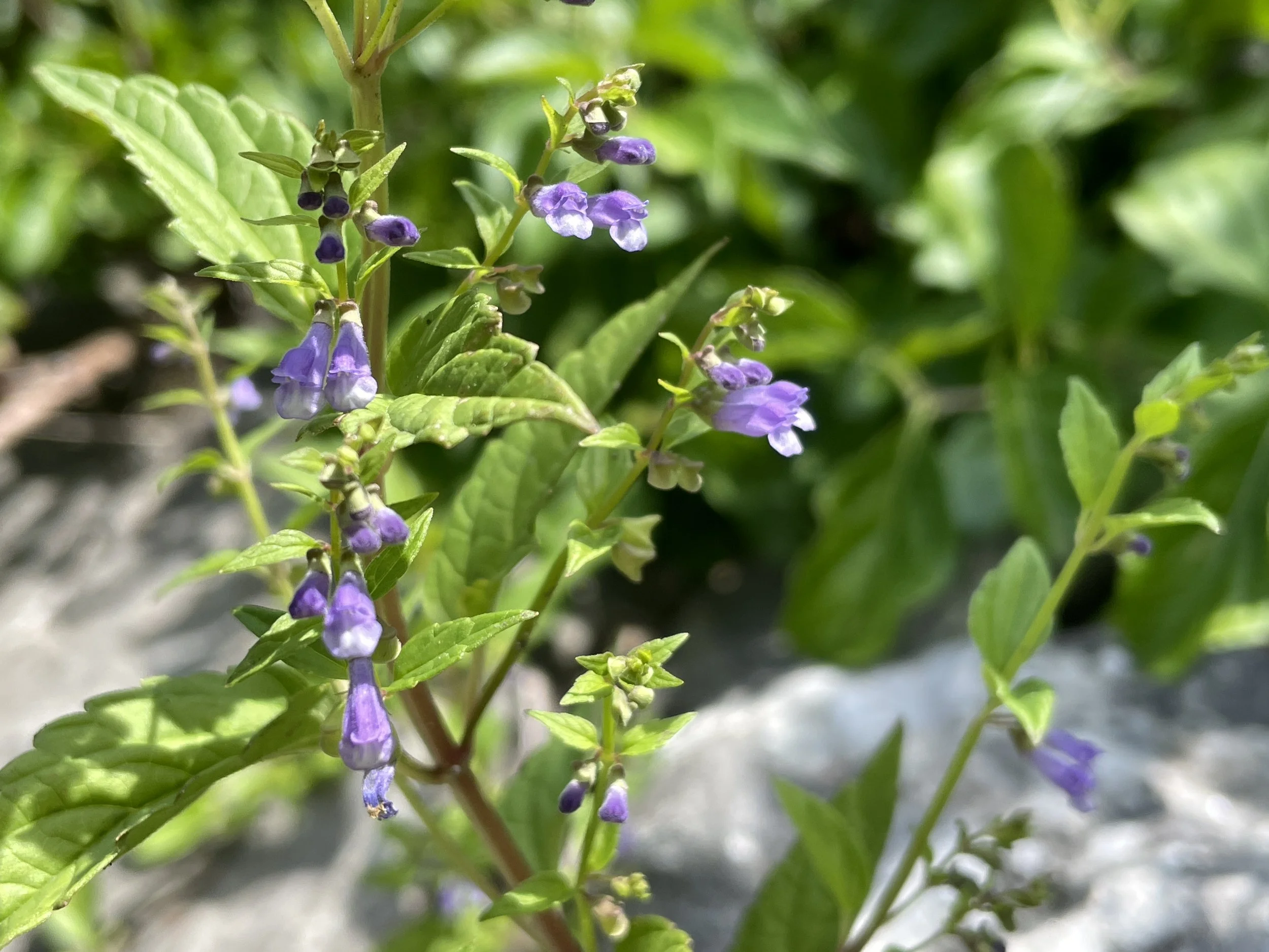 Scutellaria laterifolia - Mad-dog skullcap