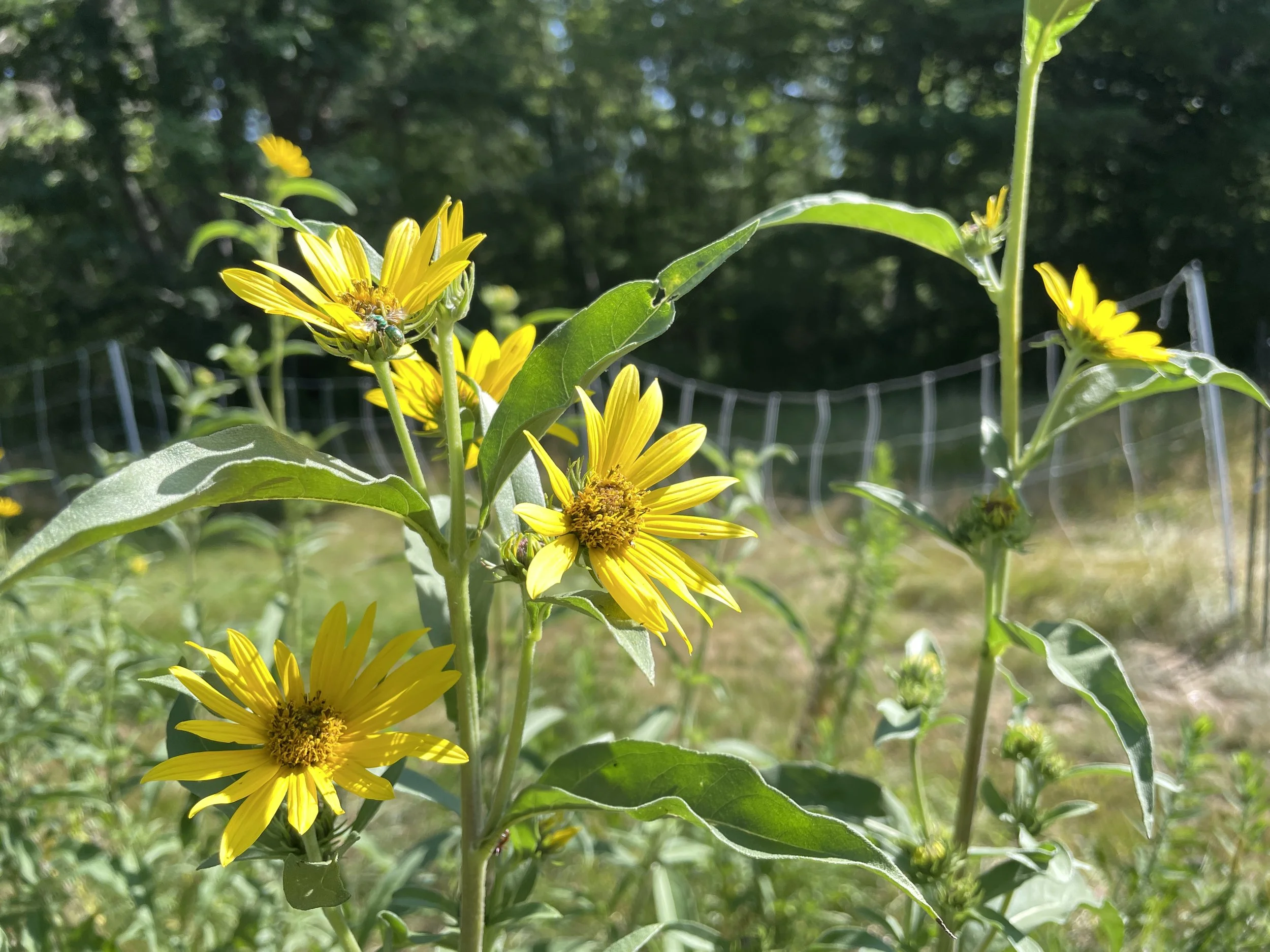 Helianthus maximiliani - Maximilian's sunflower