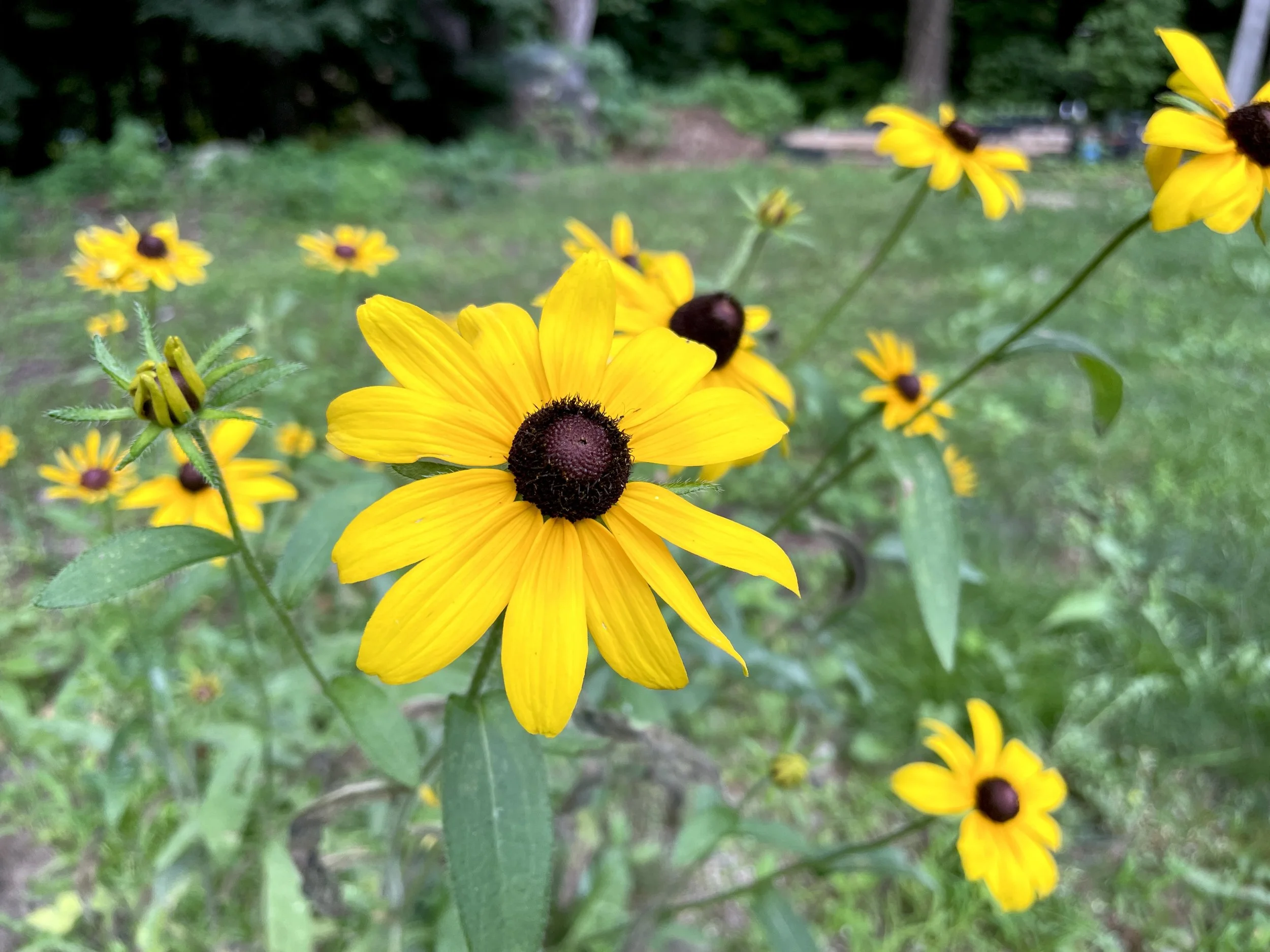 Rudbeckia hirta - Black-eyed coneflower