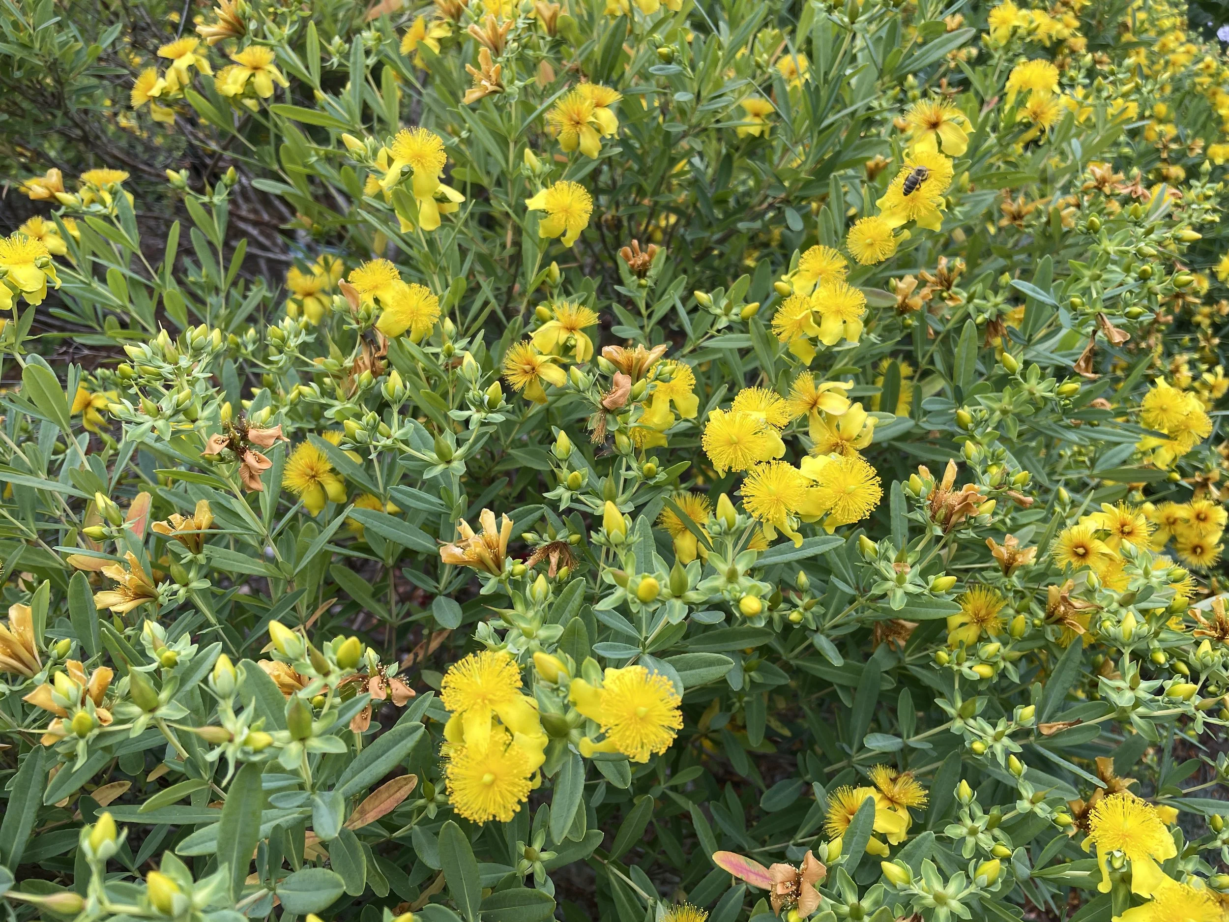 shrubby st johns wort 7:18:26 CMBG.JPG