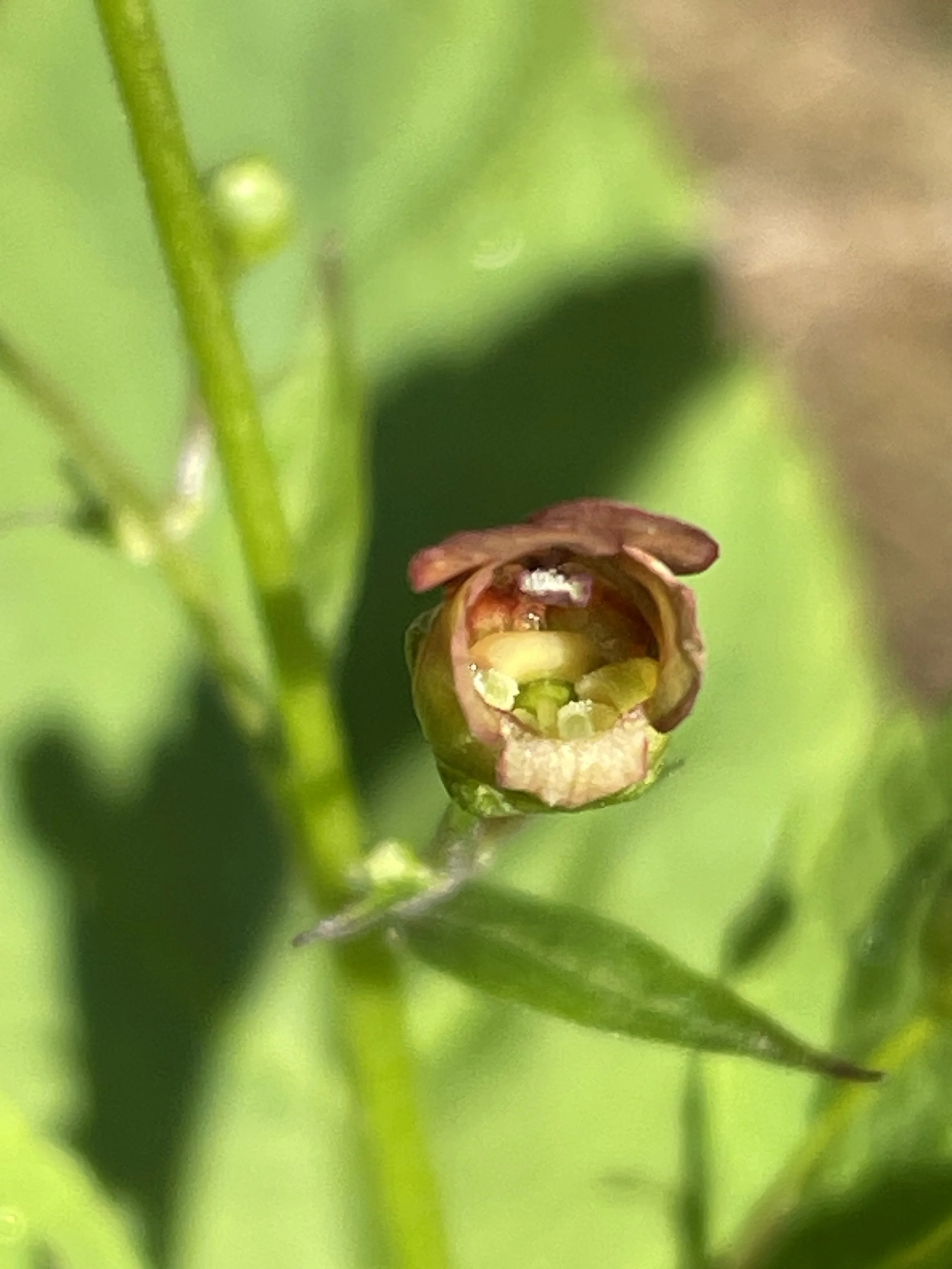 Scrophularia lanceolata6.JPG
