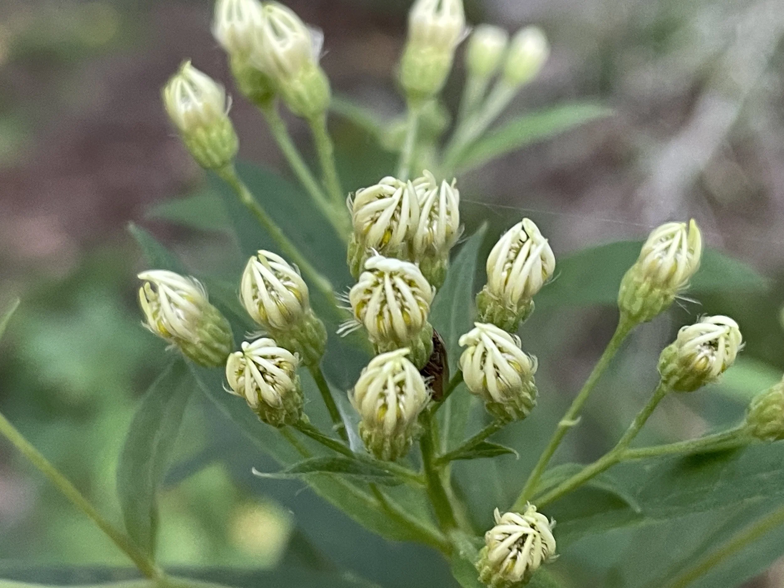 tall white aster - up close.JPG