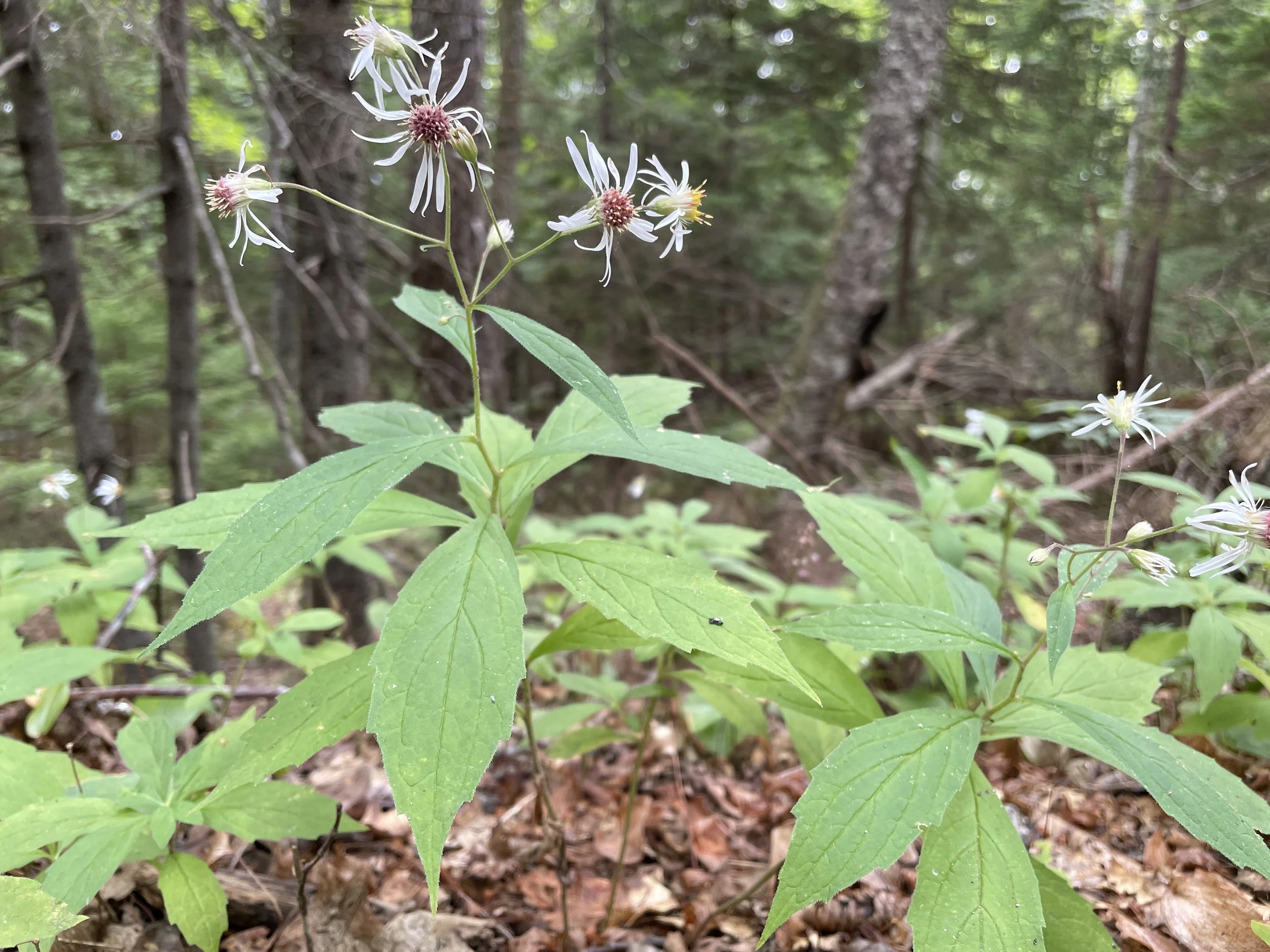 Whorled wood aster2.JPG
