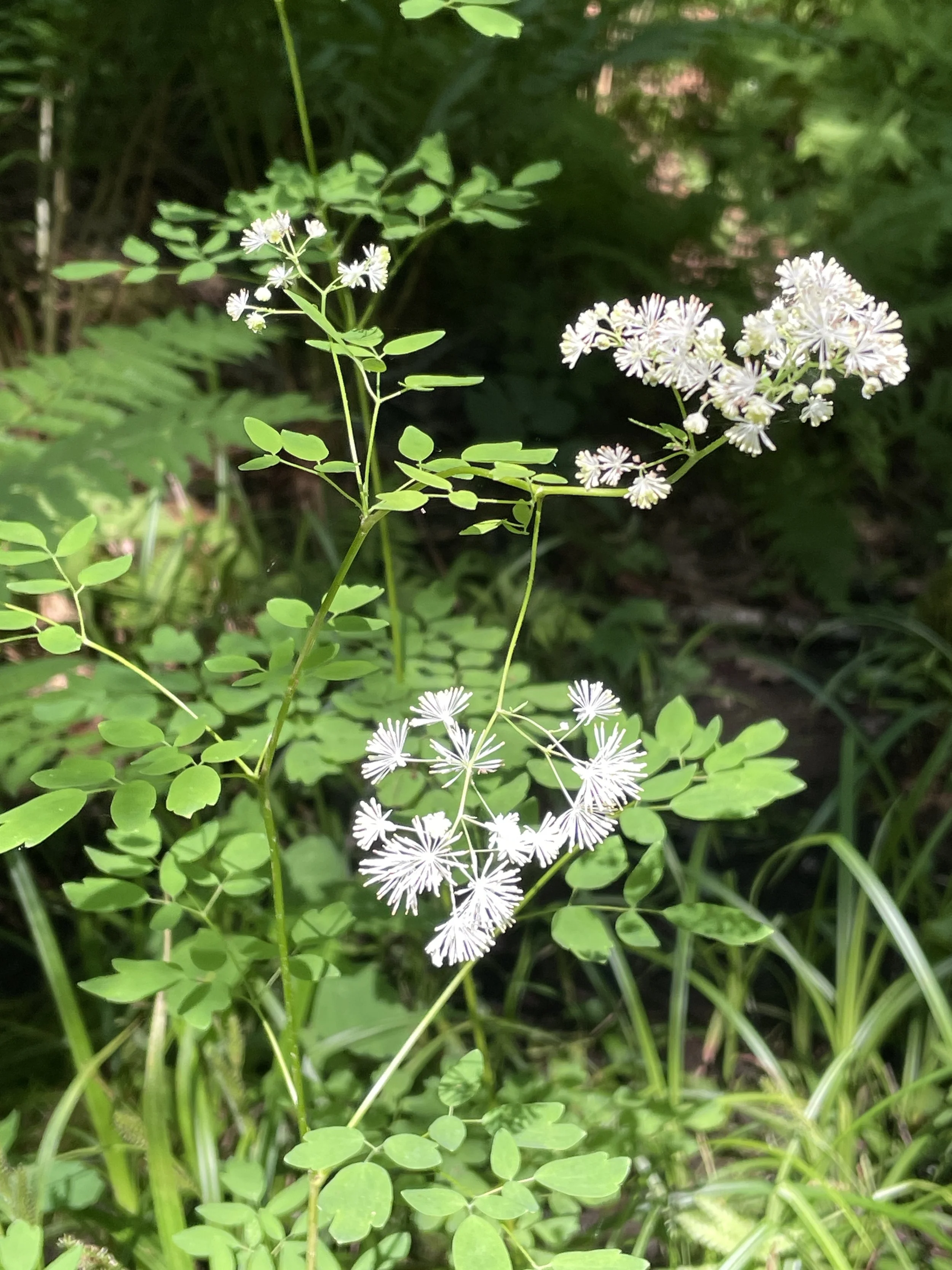 Thalictrum pubescens - Tall meadow rue 7:29:26-4.JPG