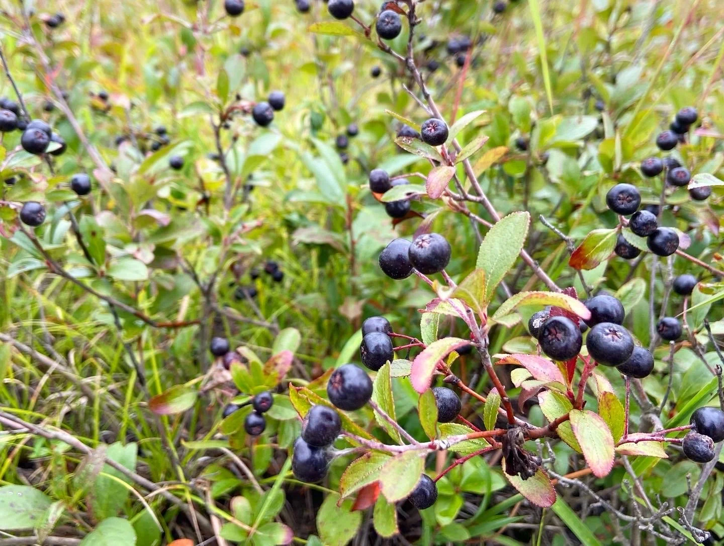 black chokeberry.JPG