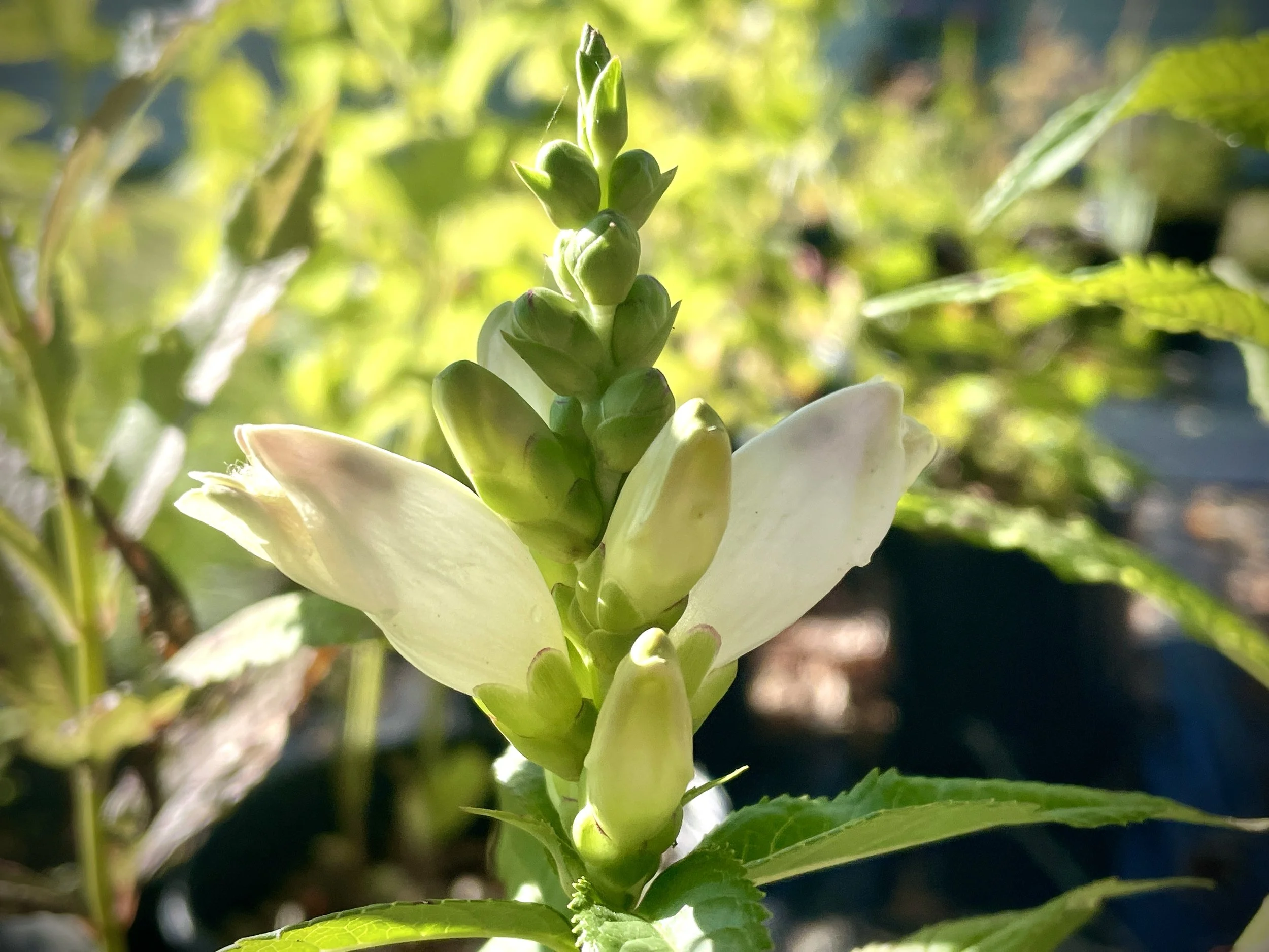 Chelone glabra - White turtlehead