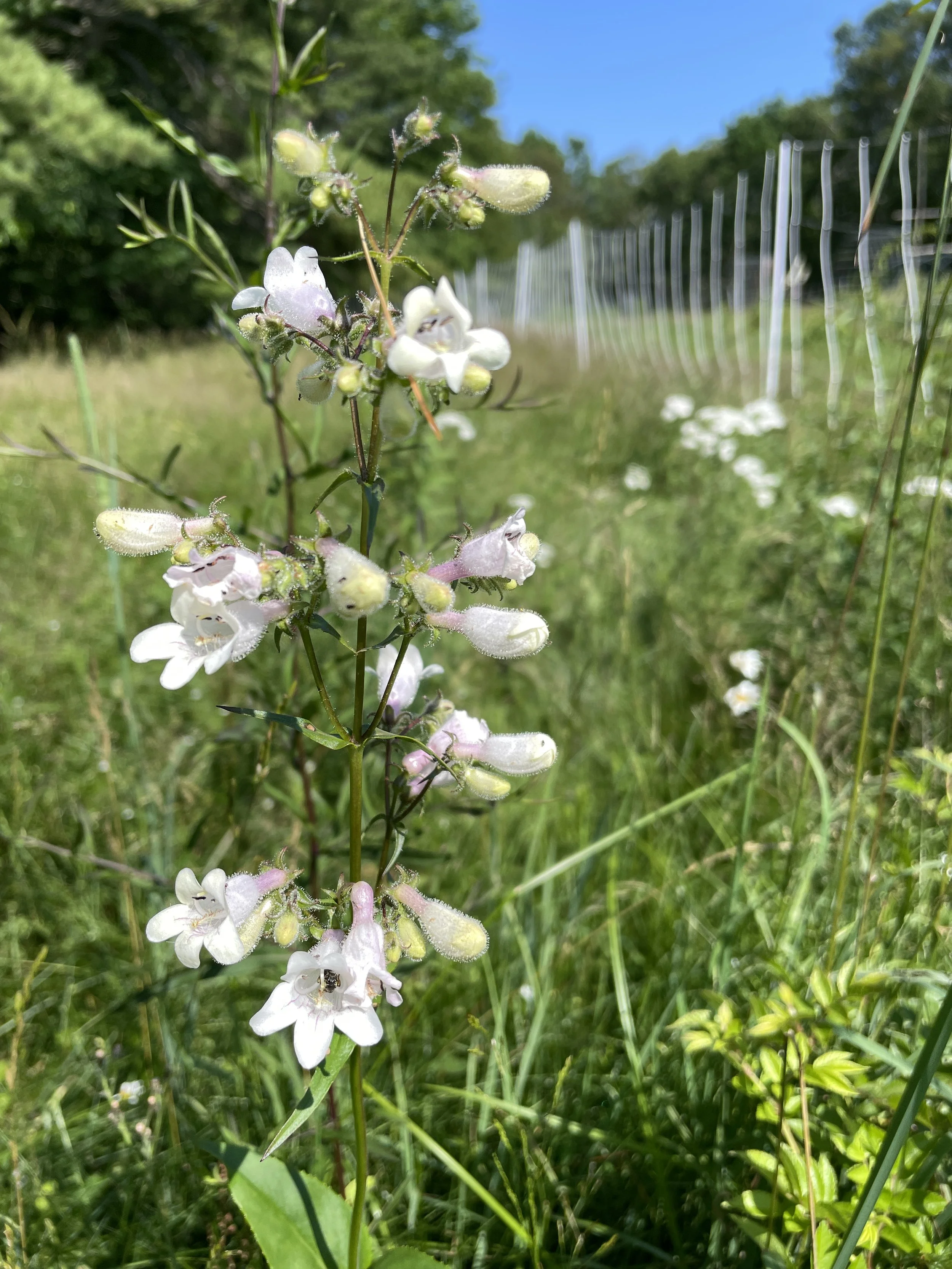 p.digitalis 6:29:26.JPG