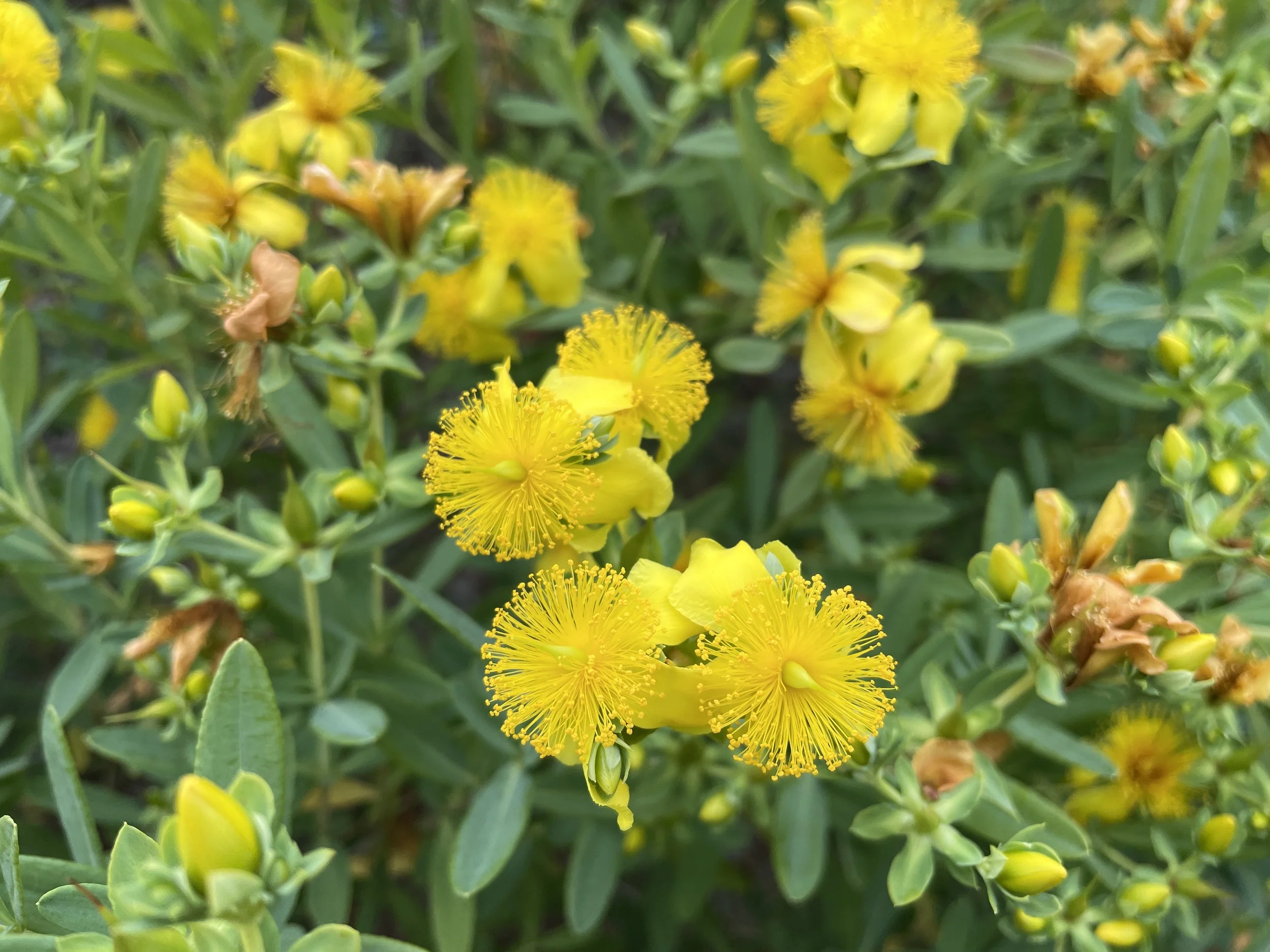 shrubby st johns wort 7:18:26 CMBG-1.JPG