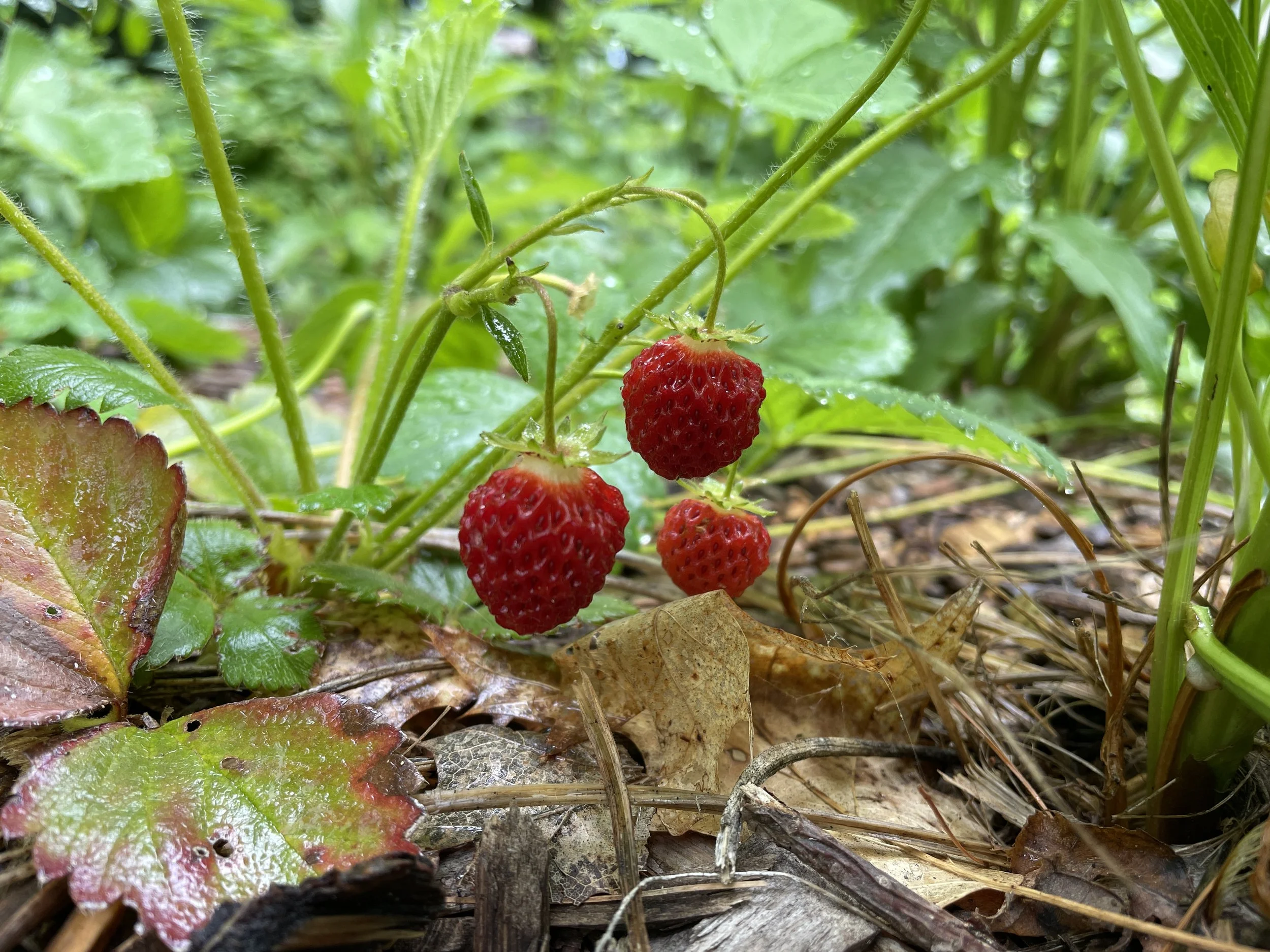 Fragaria virginiana - Wild strawberry