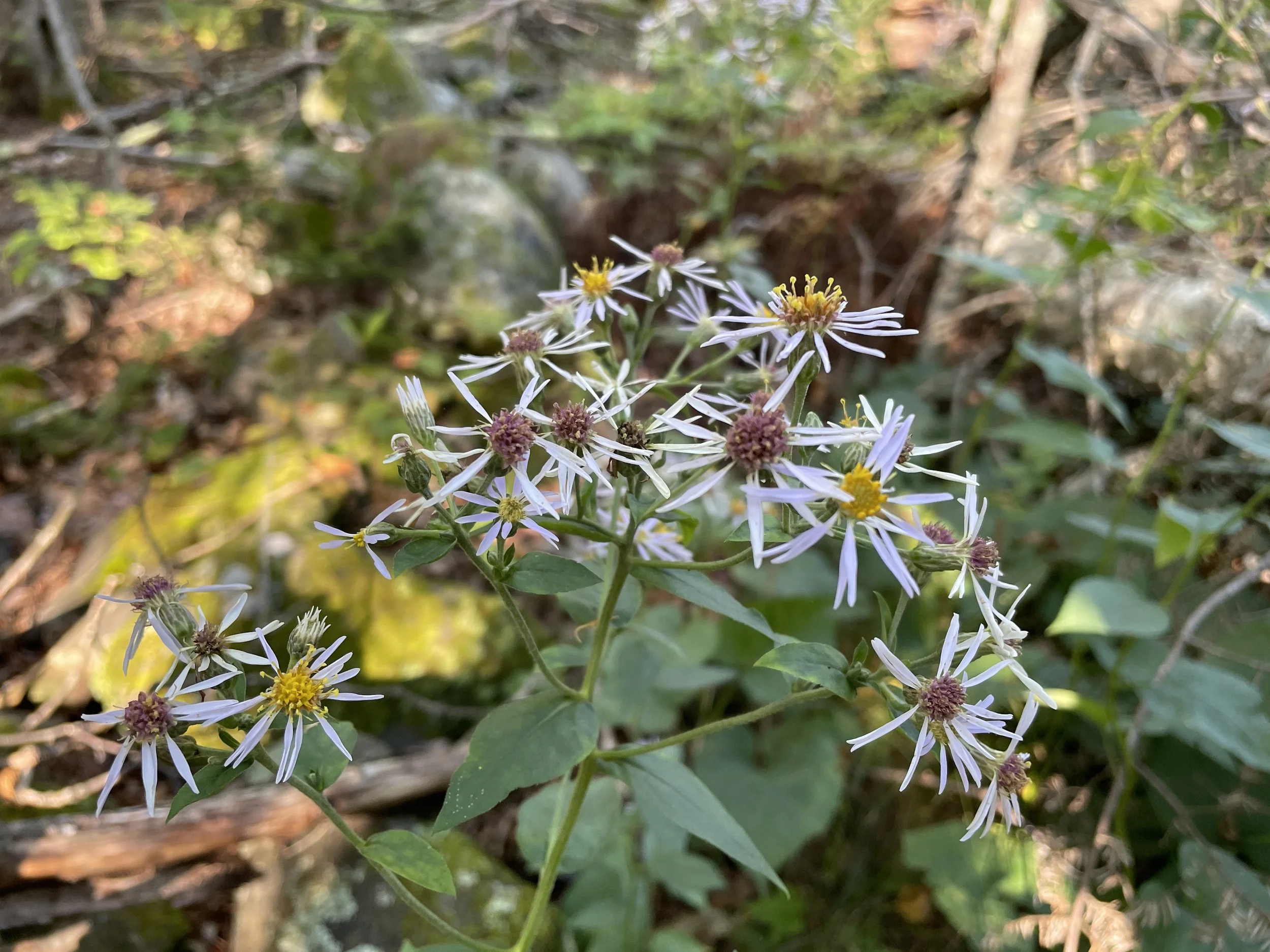 Eurybia macrophylla4.JPG