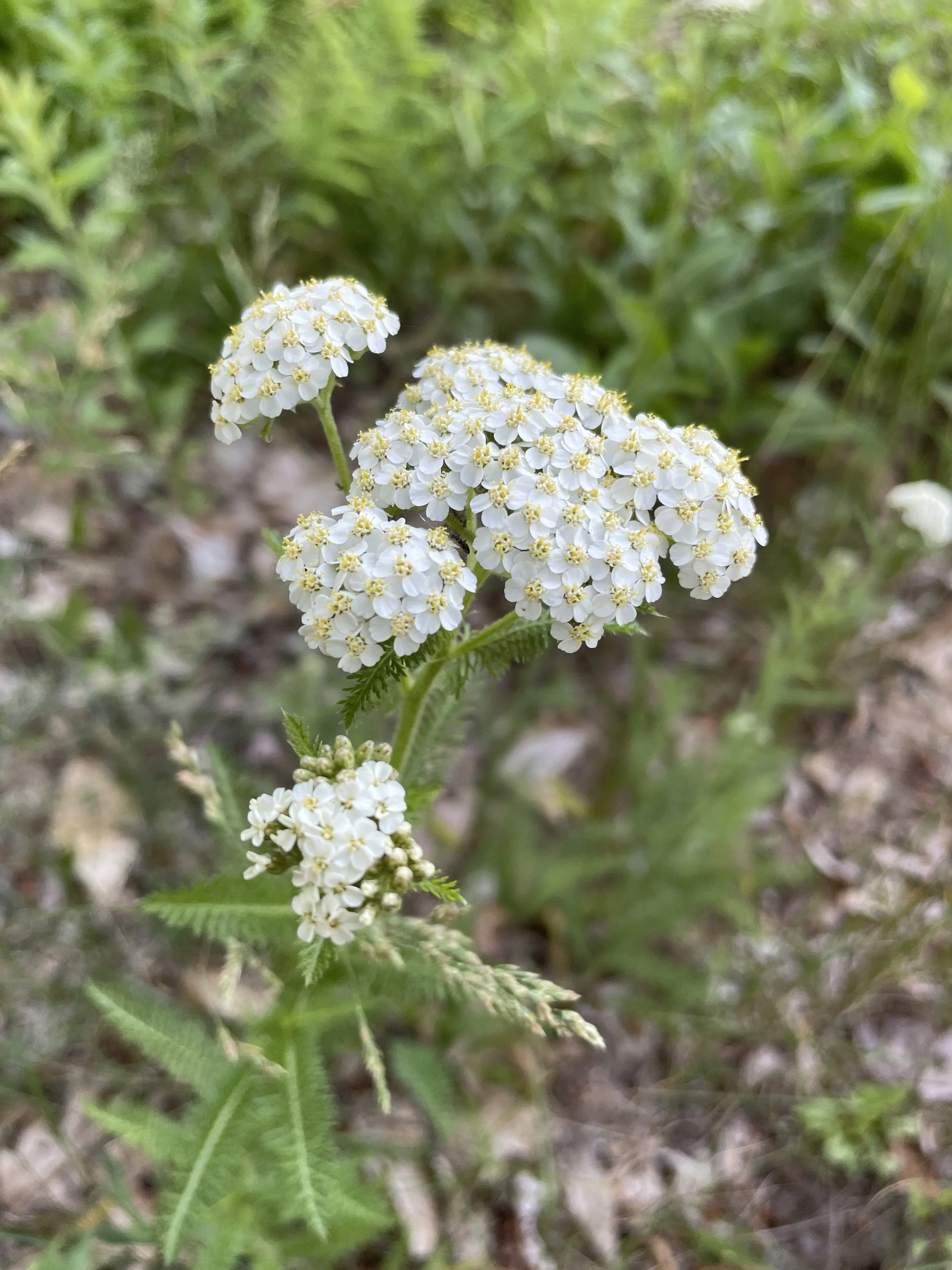 Achillea millefolium - Common yarrow