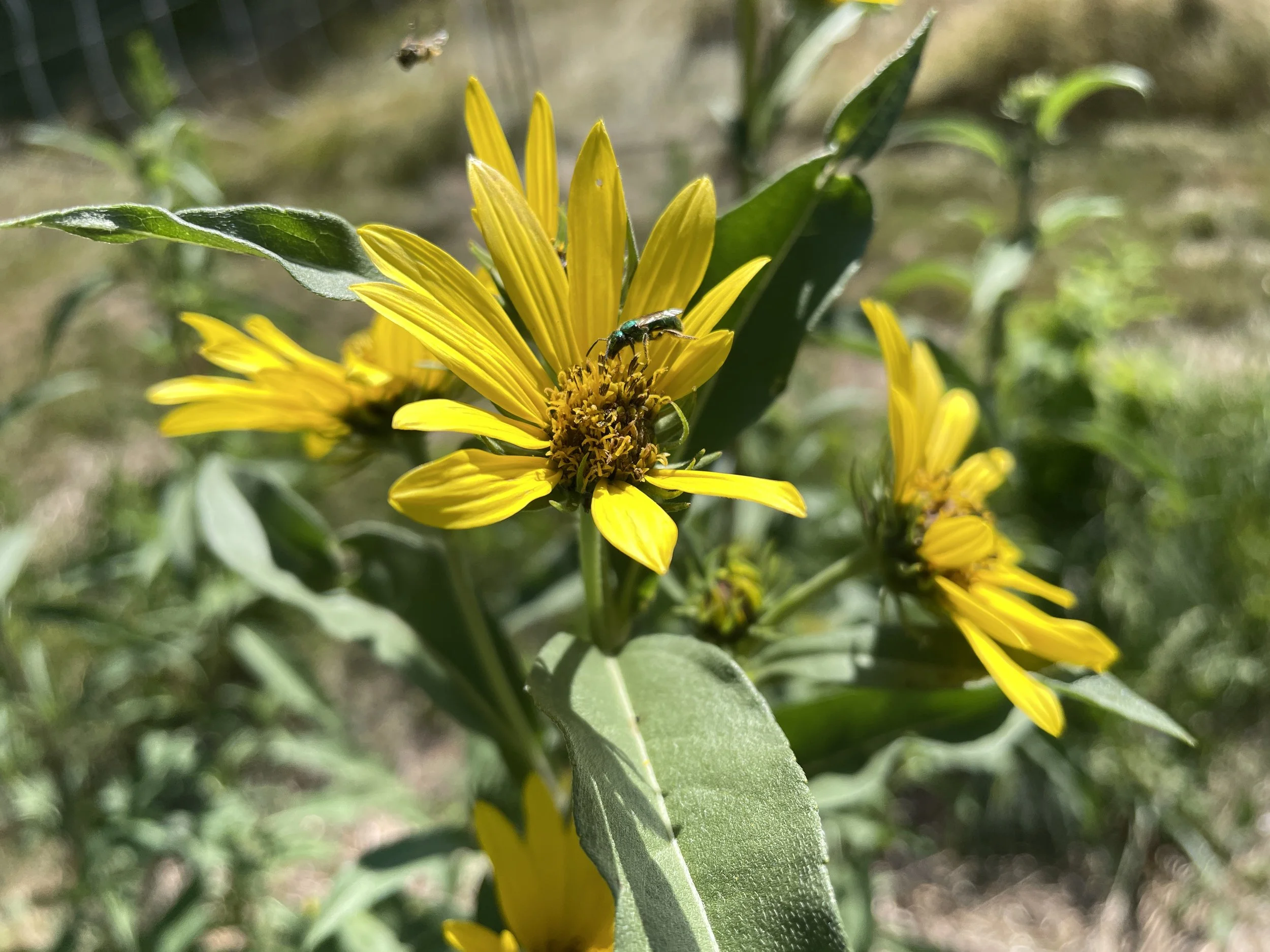 helianthus maximilianii 7:25:26-2.JPG