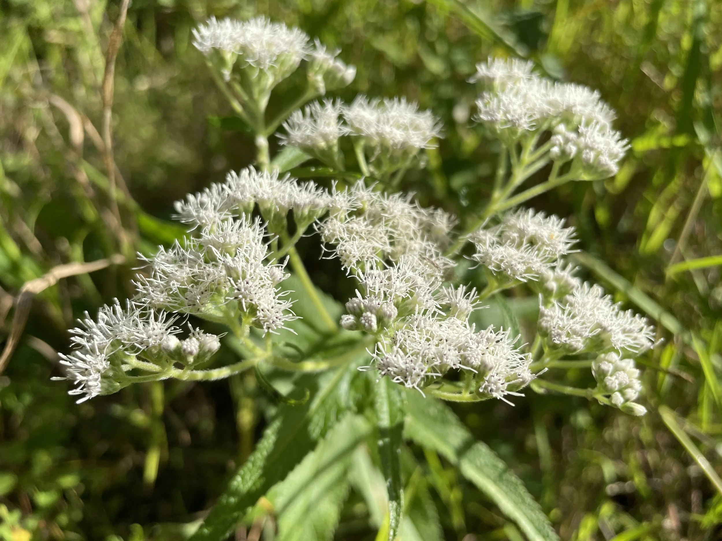 Eupatorium perfoliatum - Boneset
