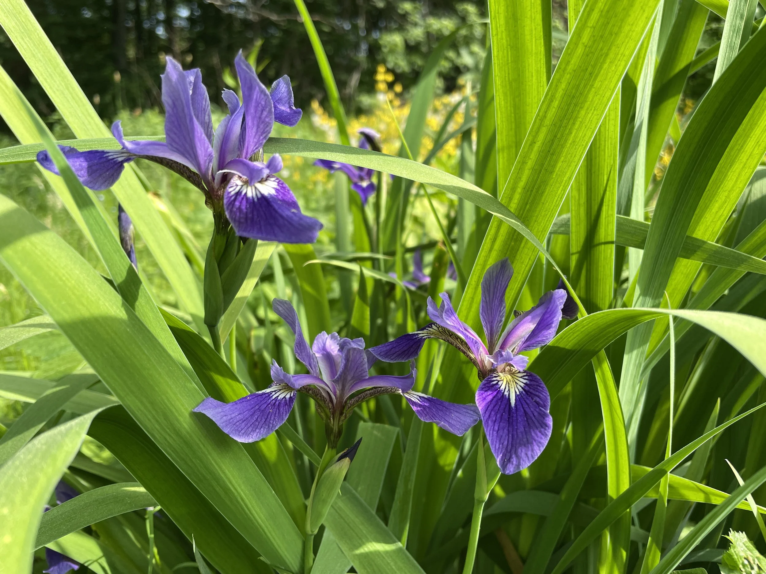 iris versicolor 6:10:26.JPG