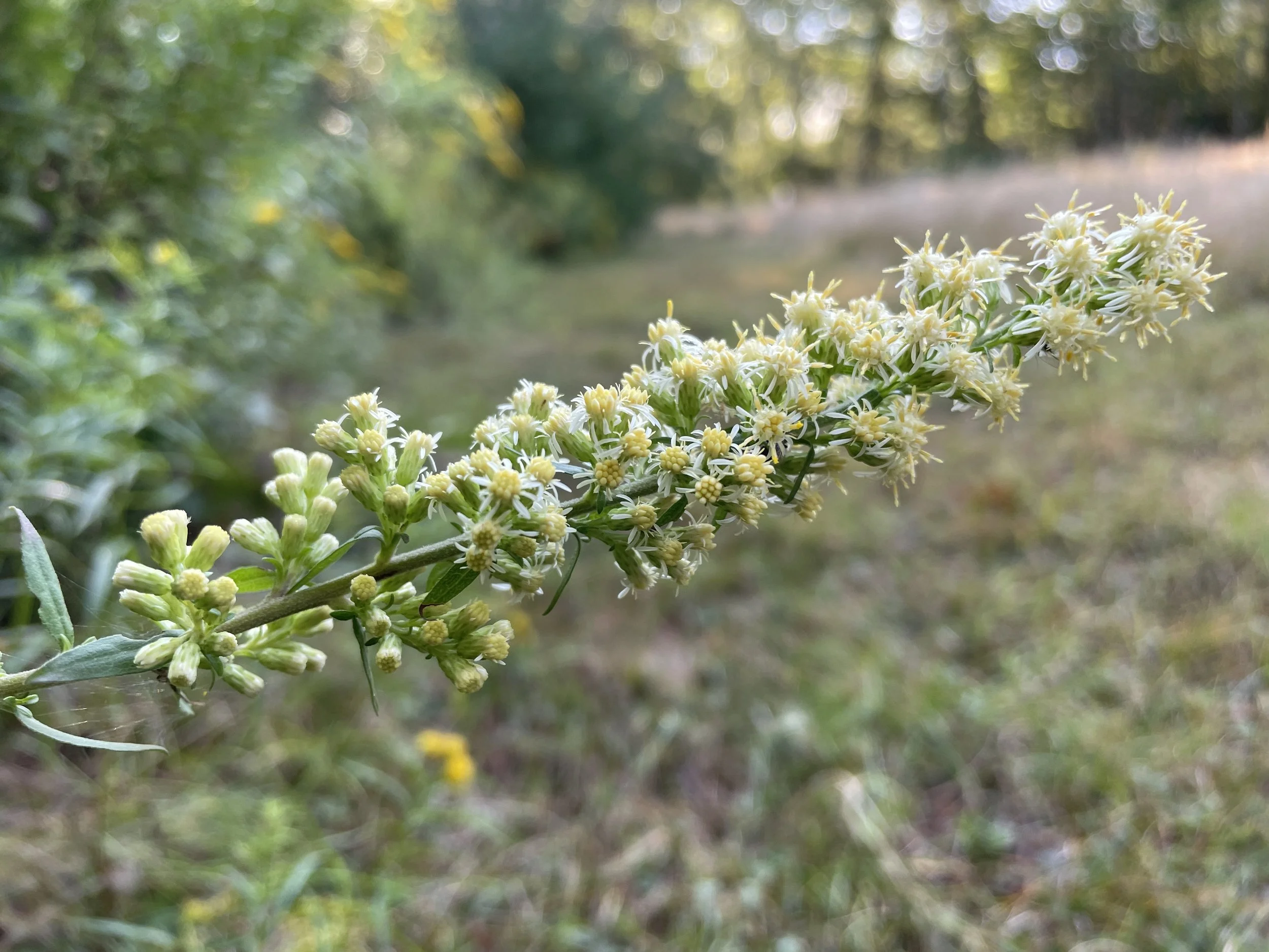 Solidago bicolor2.JPG