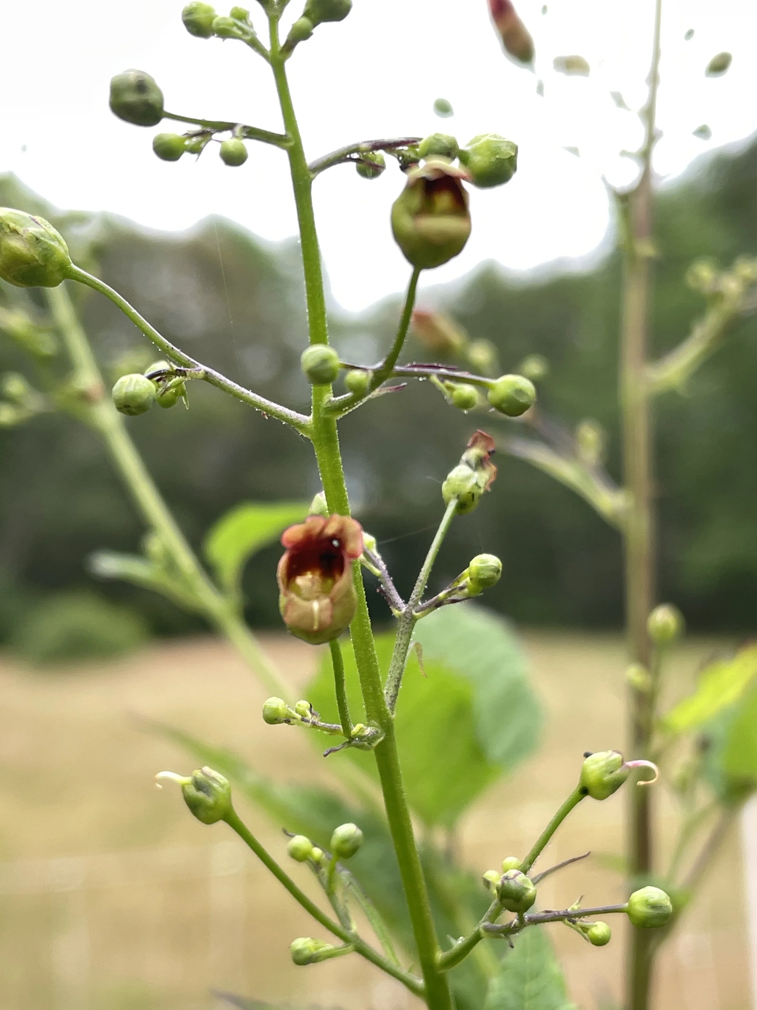 Scrophularia lanceolata 7:14:26.JPG