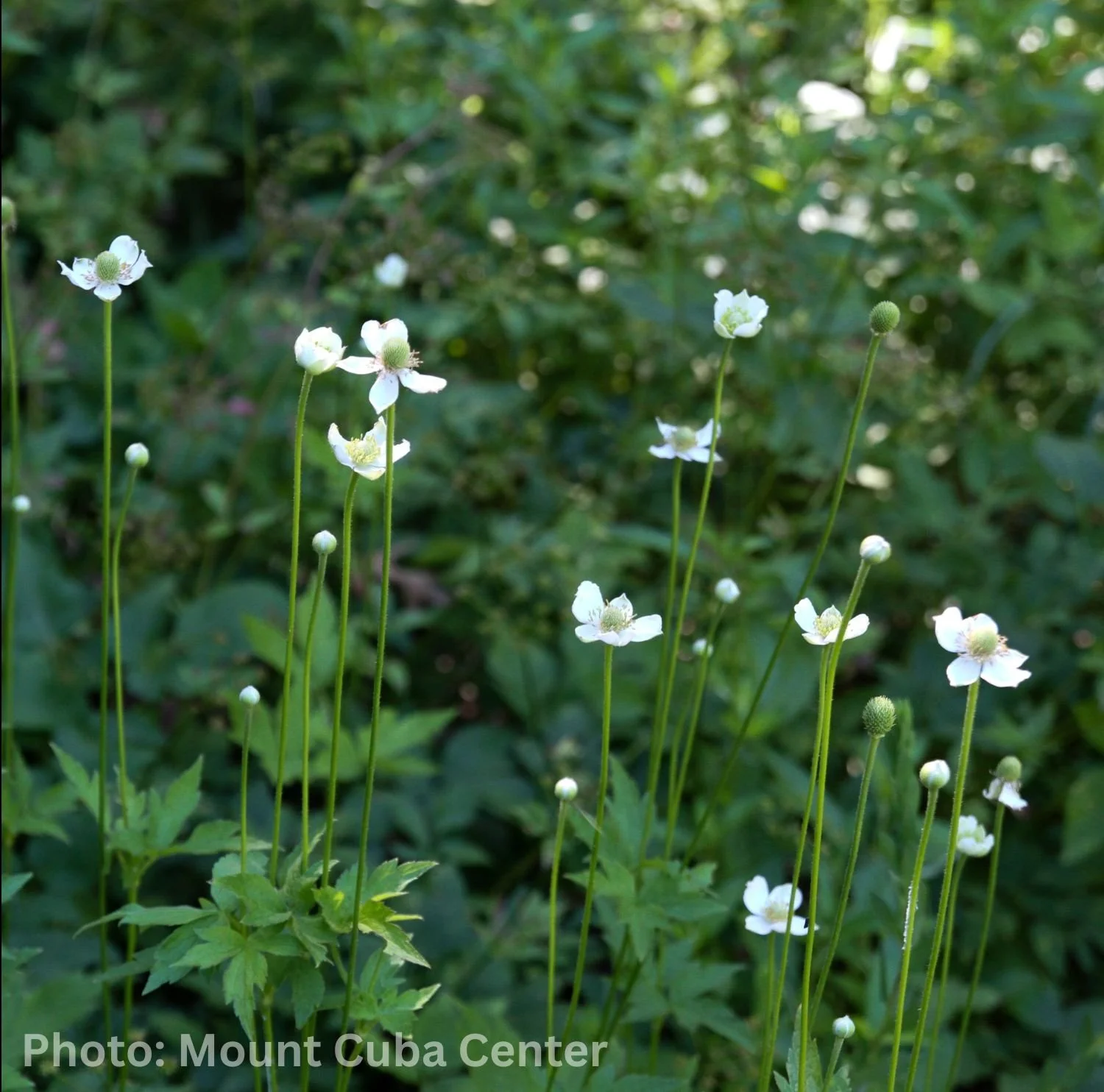 Anemone virginiana Photo Mount Cuba Center.jpg