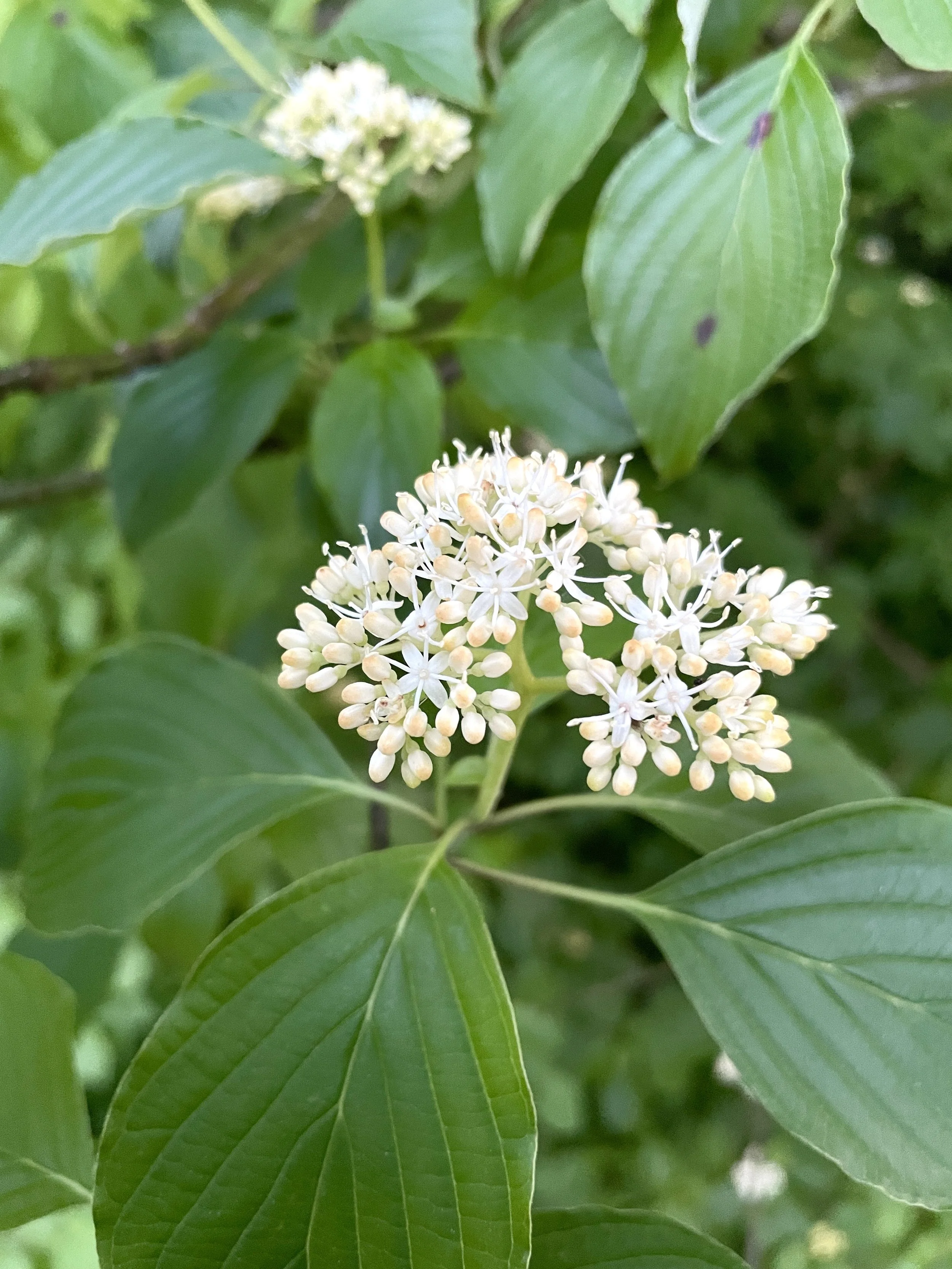 Swida alternifolia - Pagoda dogwood