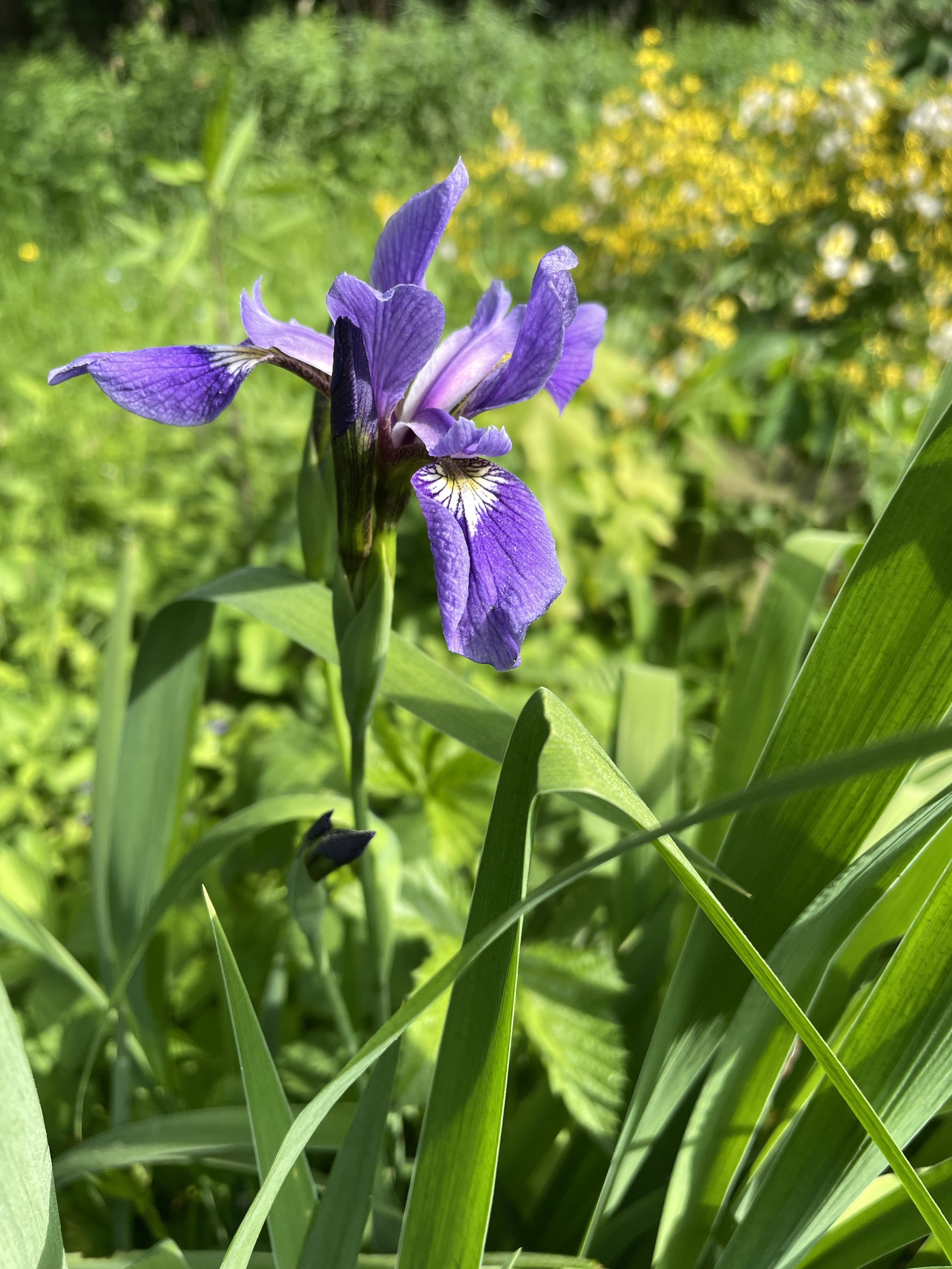 iris versicolor 6:10:26-3.JPG