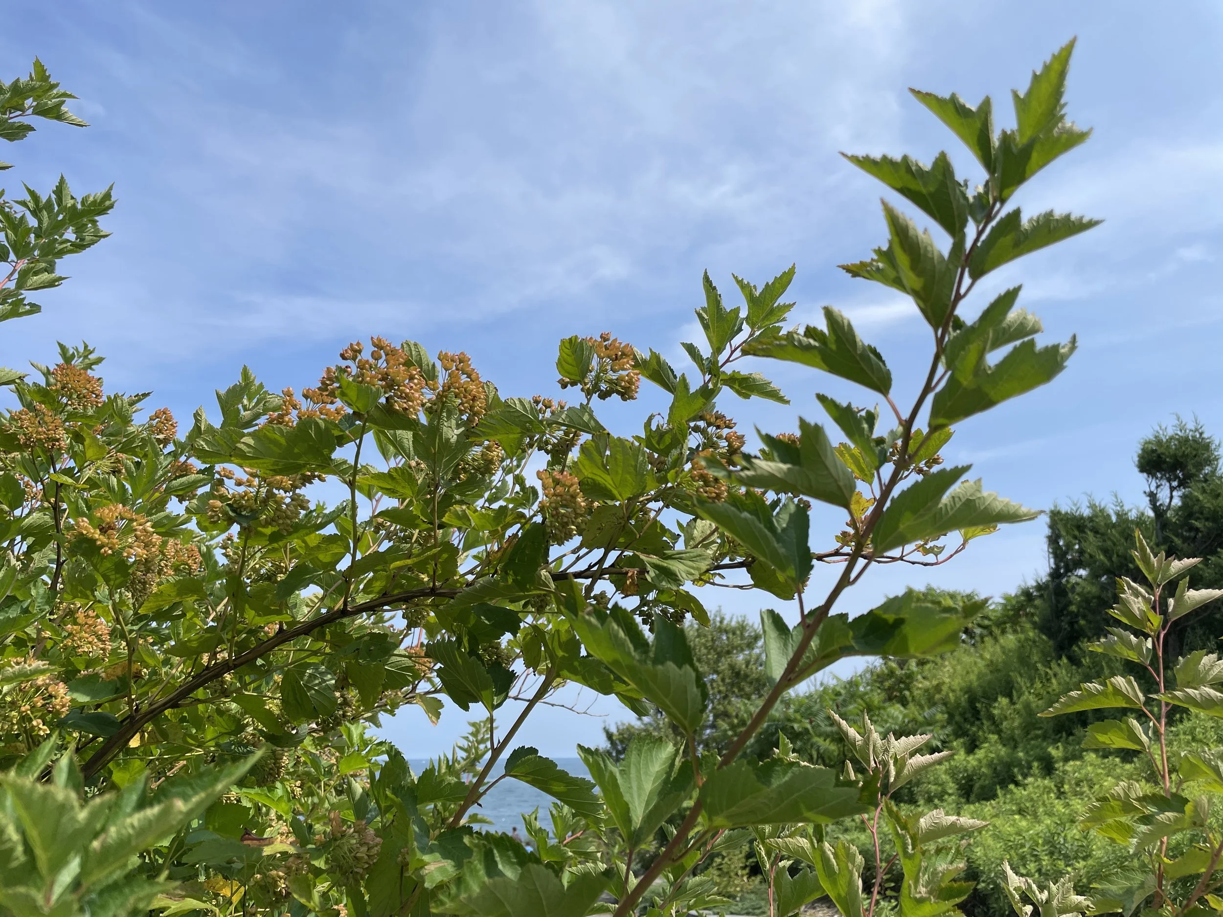 atlantic ninebark-1.JPG