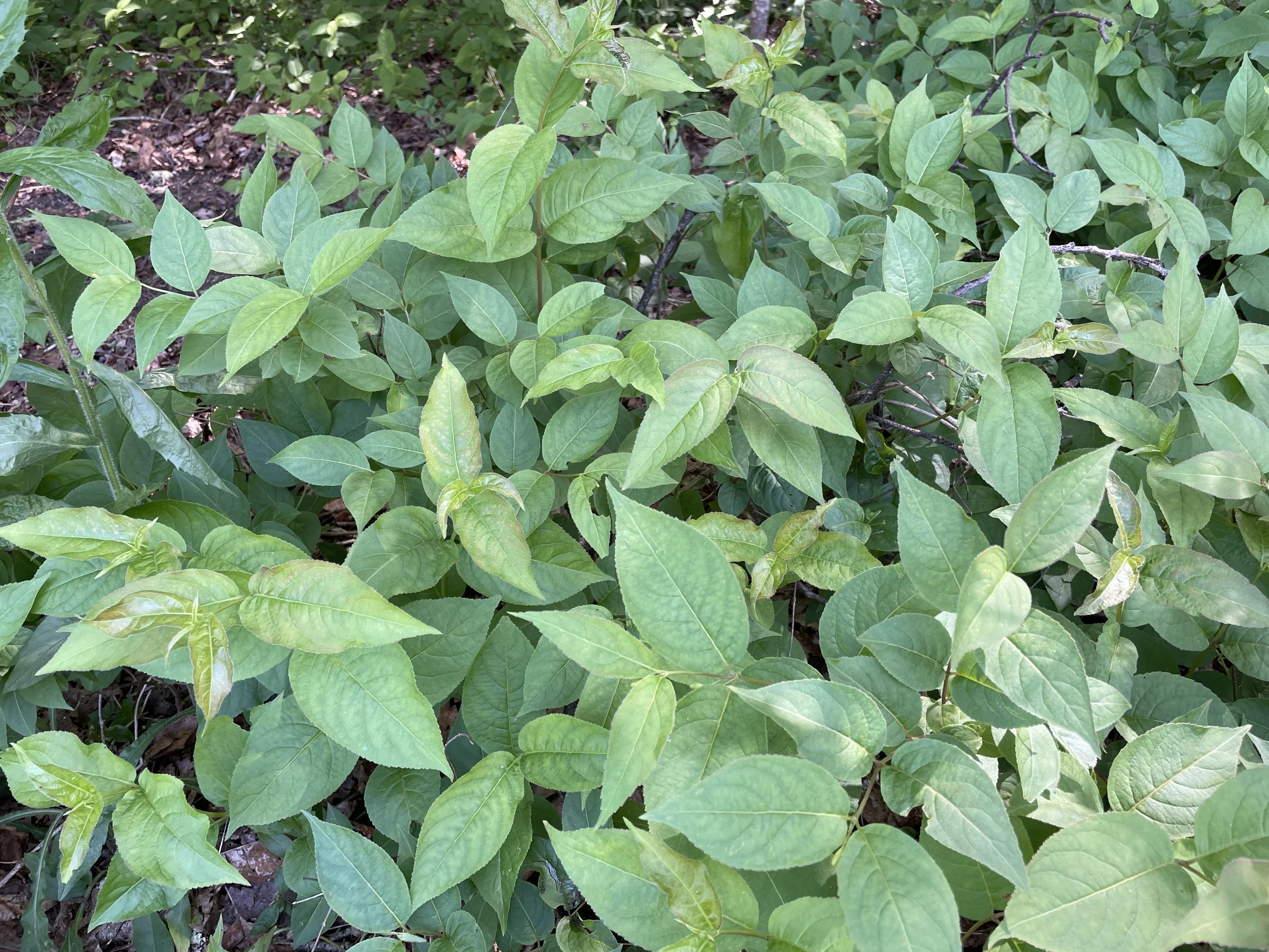 bushhoneysucklehabit.JPG