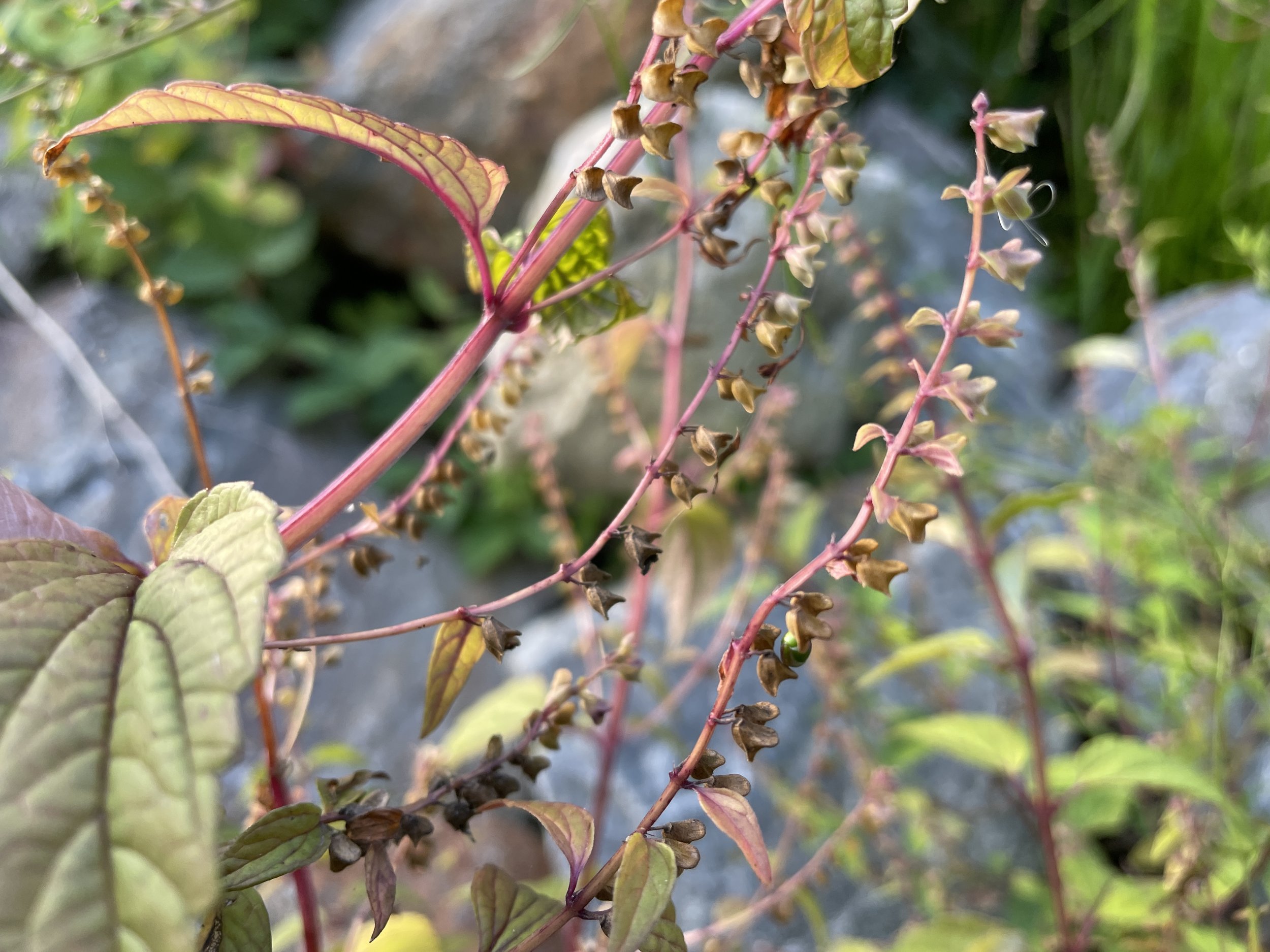 Scutellaria lateriflora5.JPG