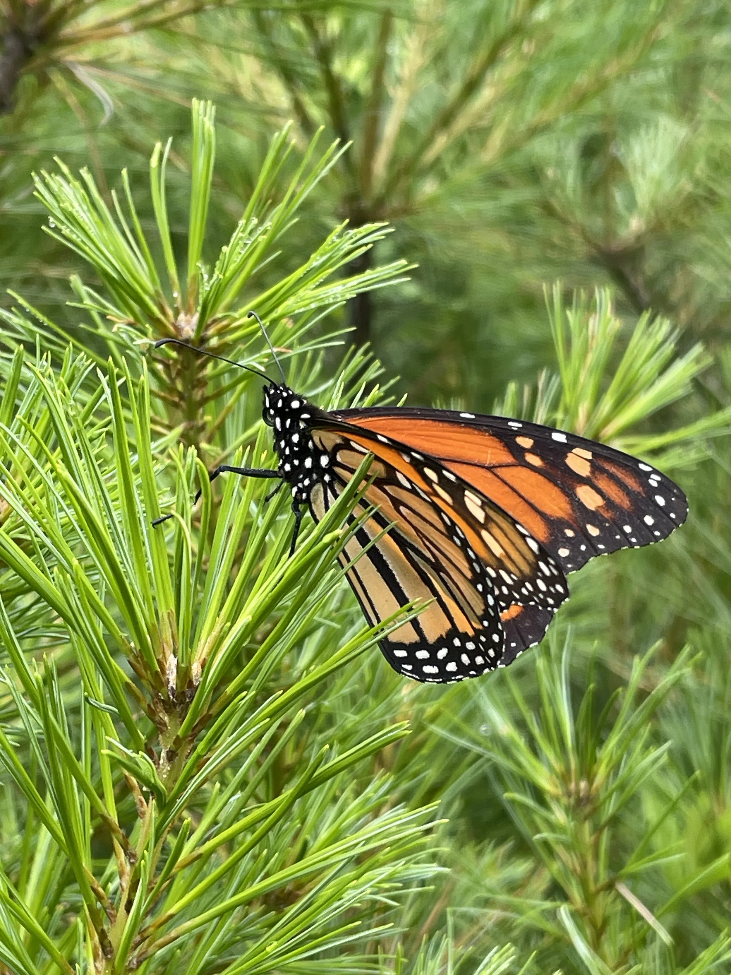 pinus strobus and monarch.JPG