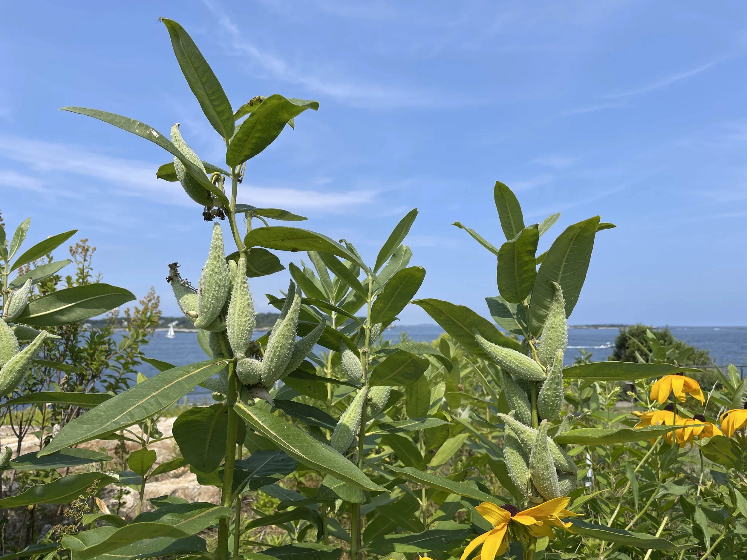 commonmilkweedpods.JPG