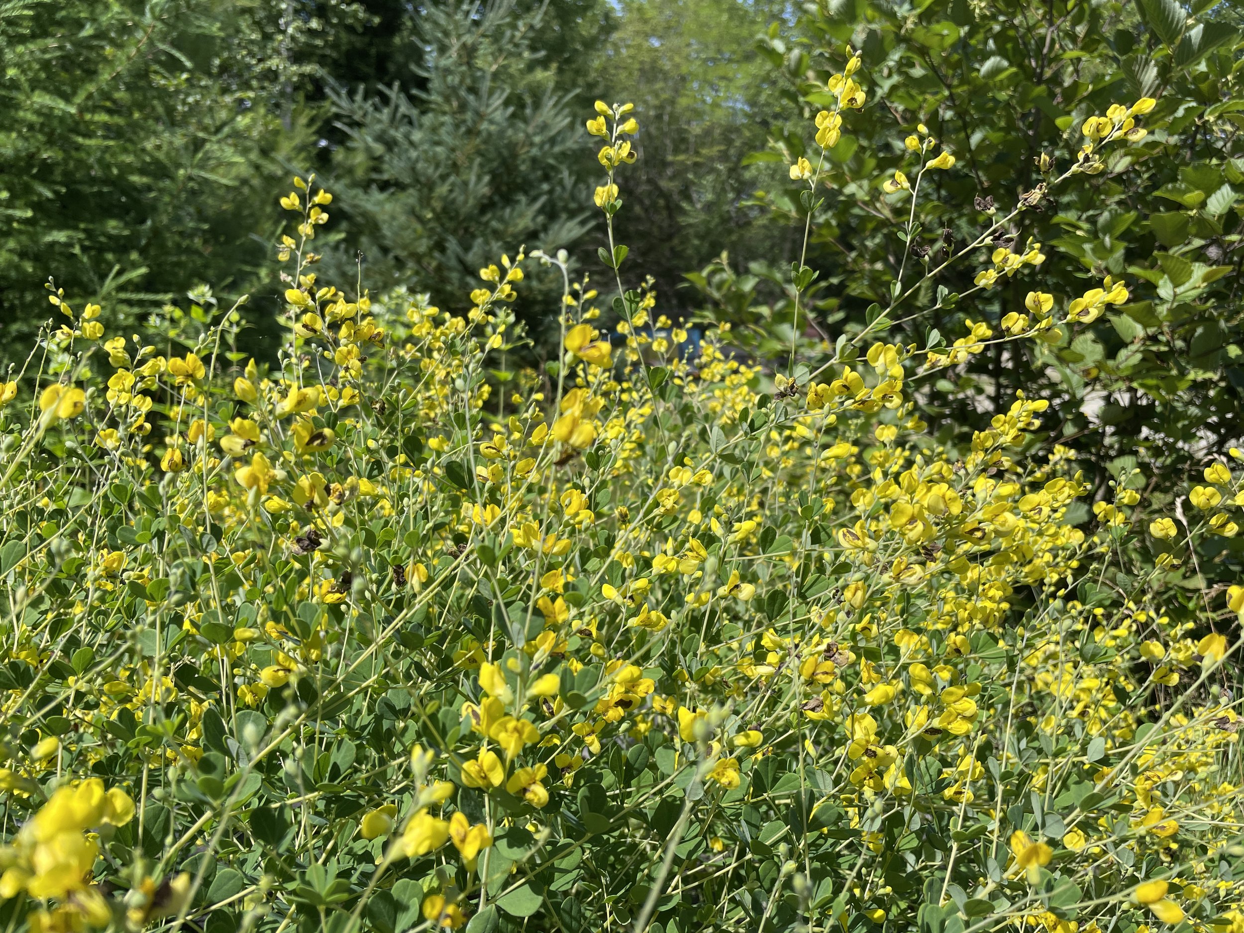 yellowwildindigo-NGBH-7:19:25.JPG