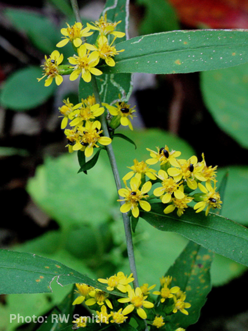 Solidago caesia - Blue stem goldenrod