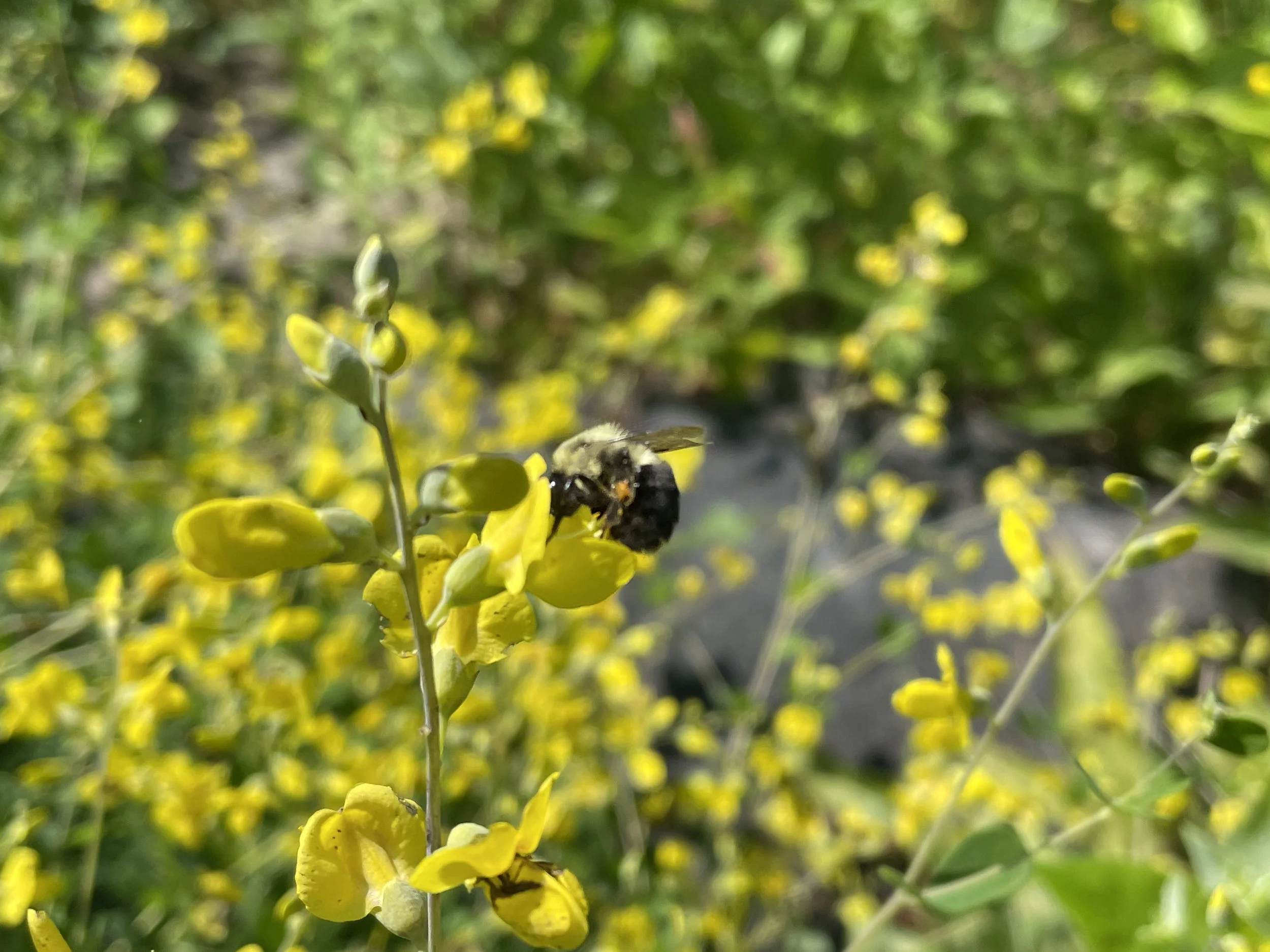 Baptisia tinctoria3.JPG