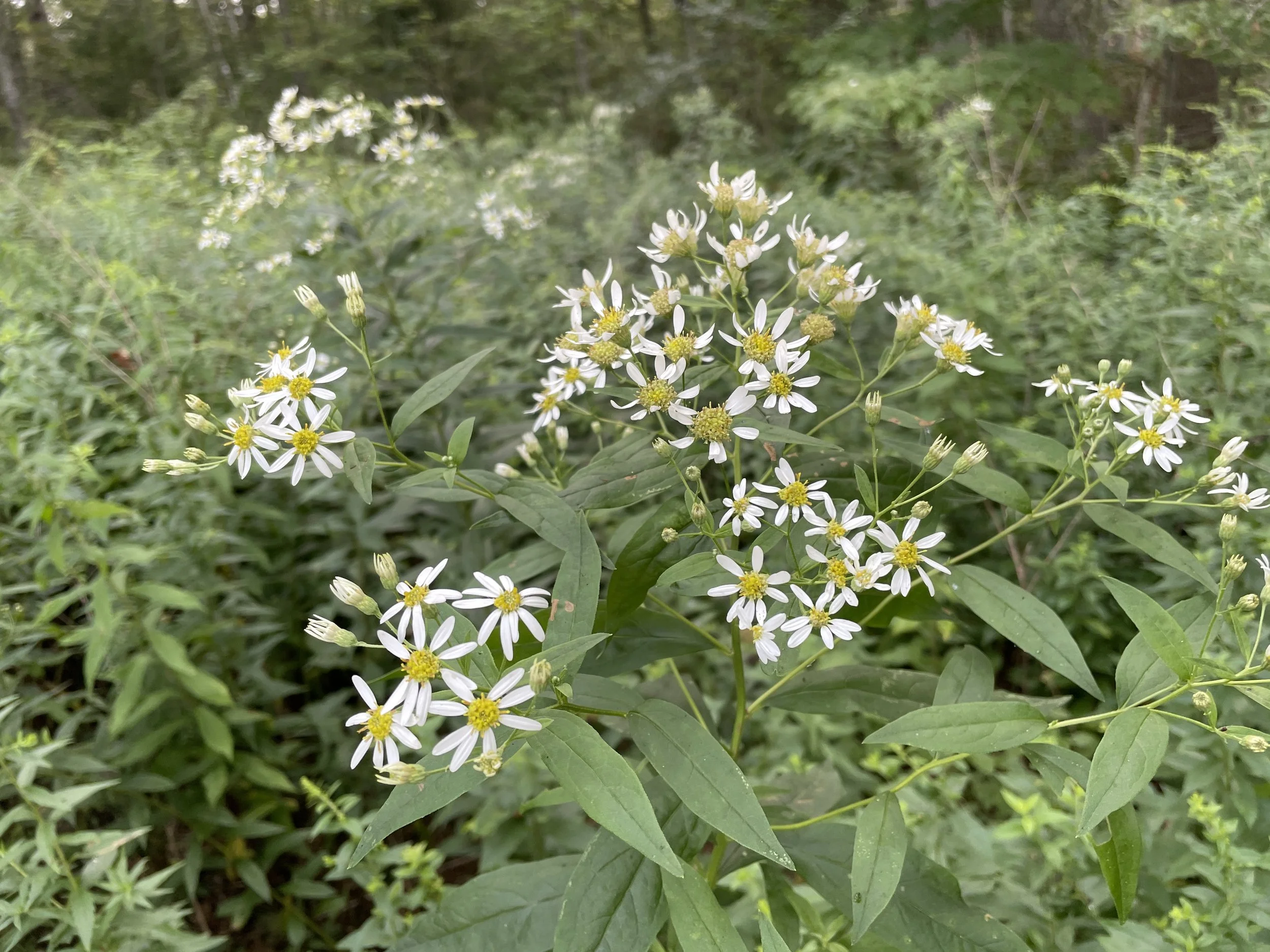 Doellingeria umbellata3.JPG
