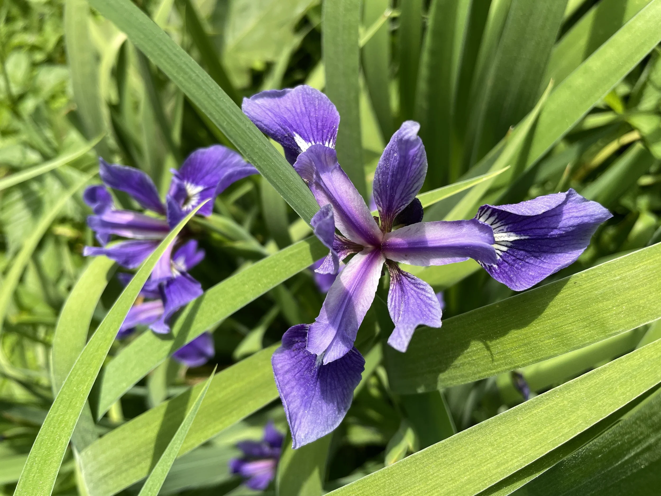 iris versicolor 6:10:26-2.JPG