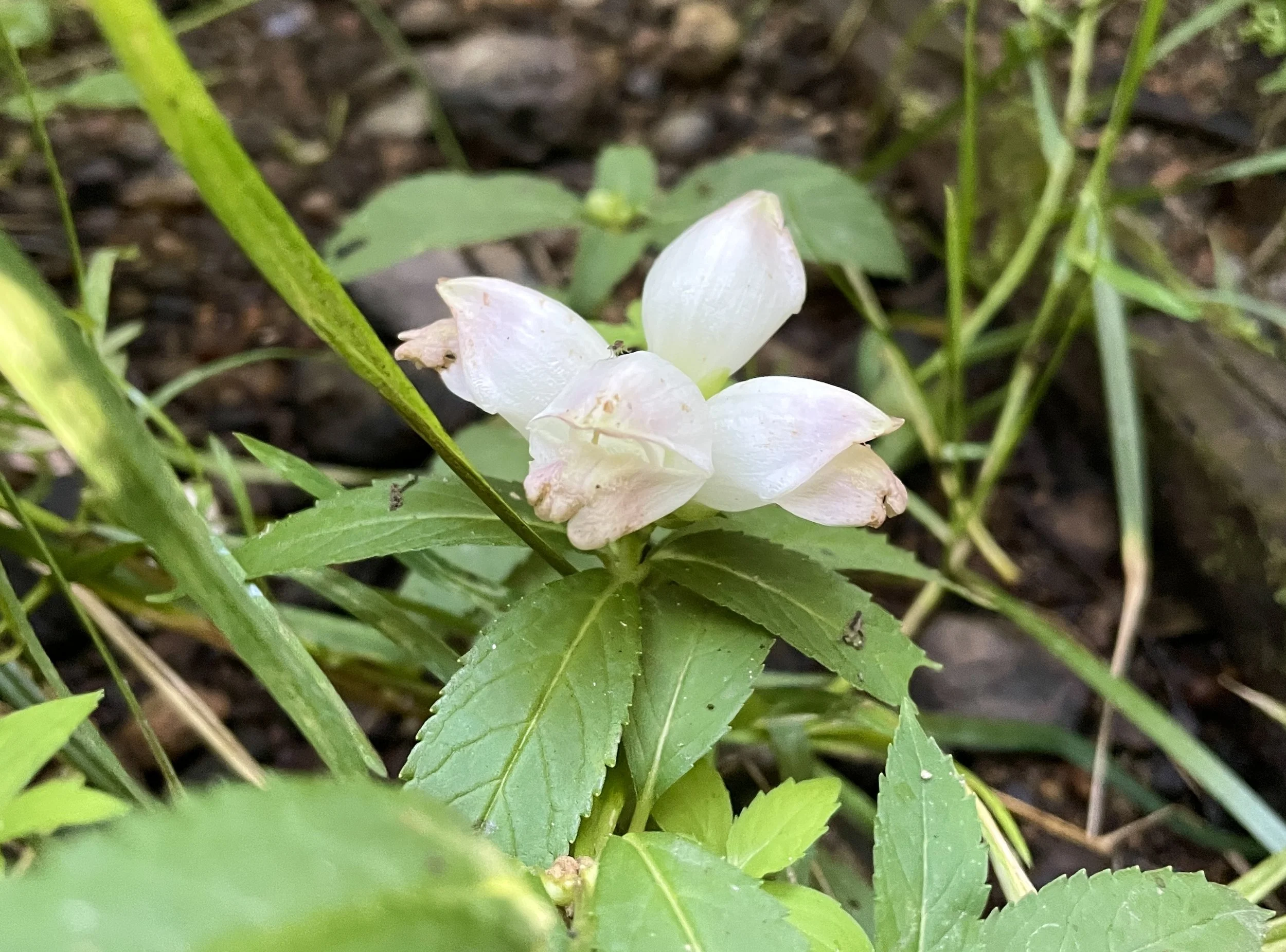 white turtlehead 8:18:25.jpg