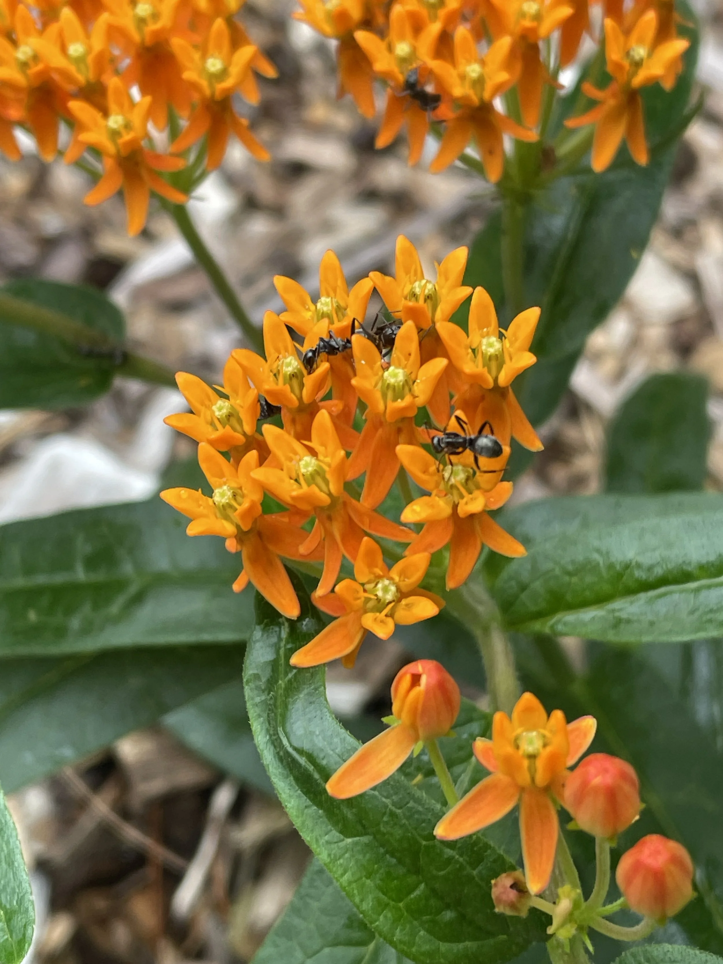 butterflymilkweed.JPG