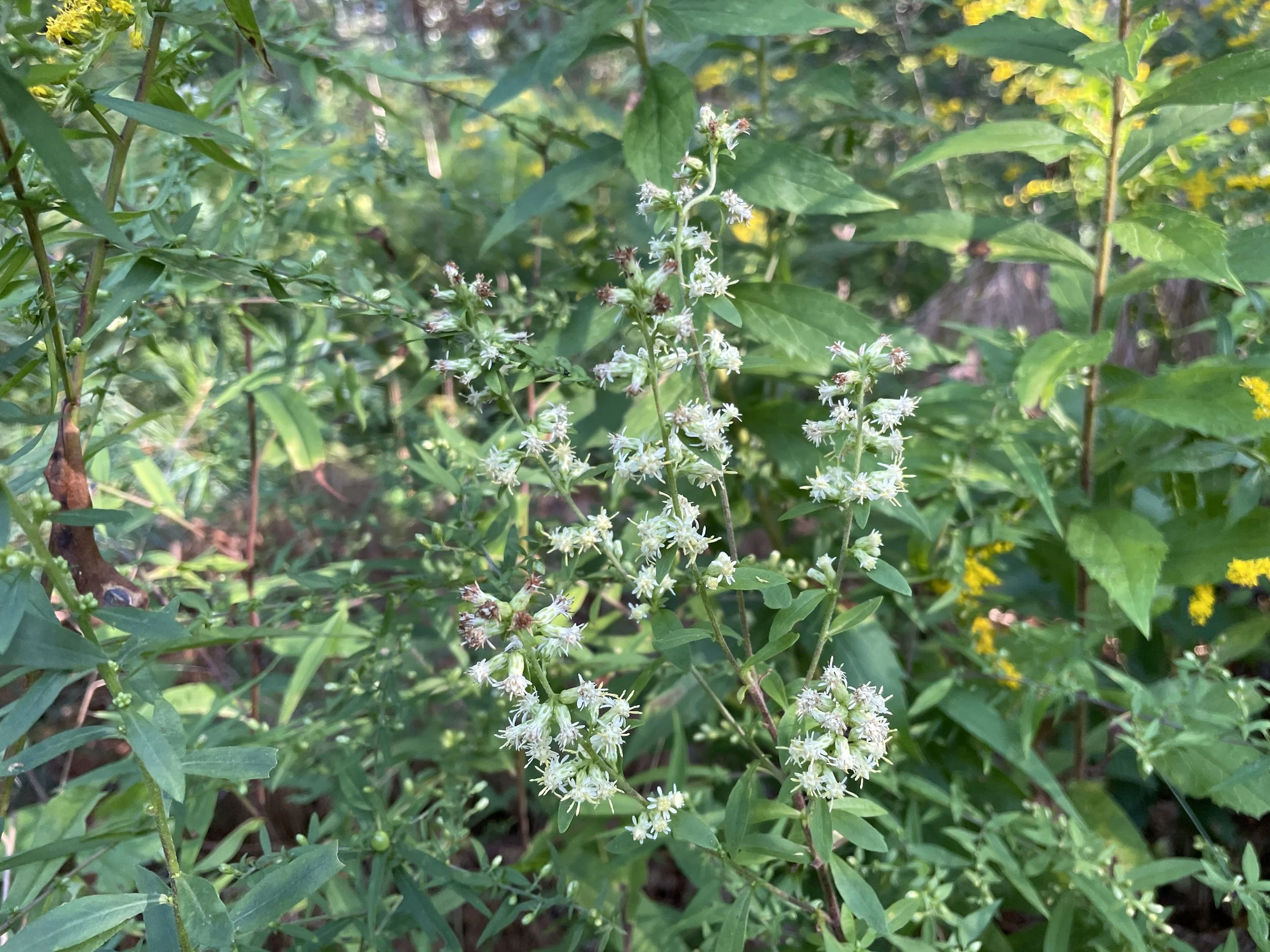 Solidago bicolor5.JPG