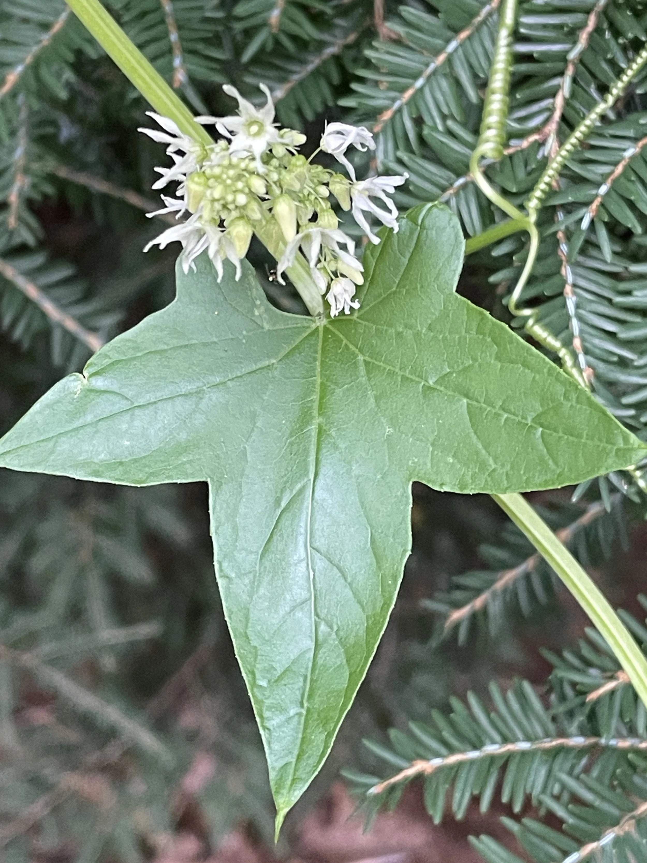 wild cucumber.JPG