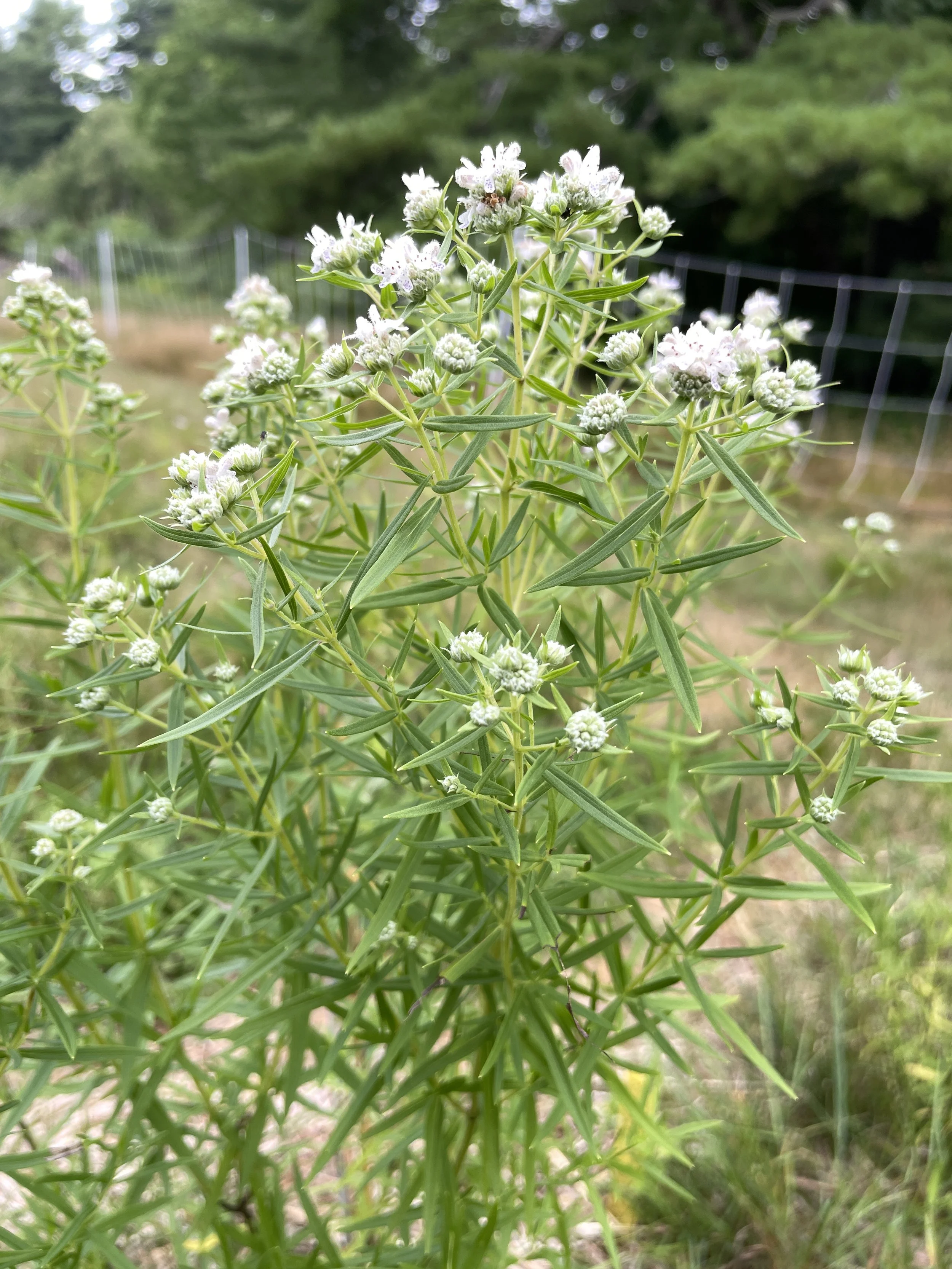 Virginia mountain mint 8:2:26-1.JPG